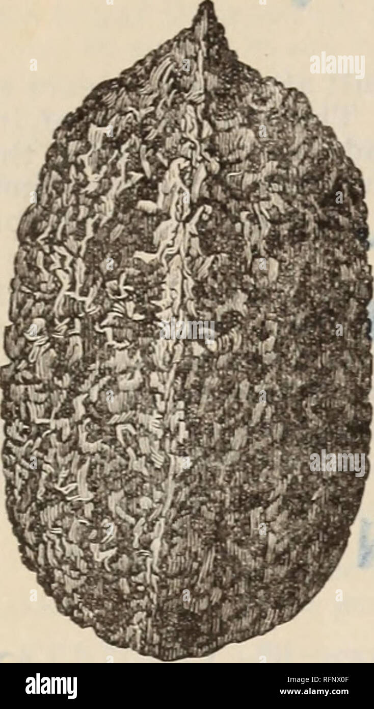 . Spaulding siete manuale dell preferiti : descrittivo, illustrato, preceduto da tabelle, regole e piani. Vivai (orticoltura) Illinois cataloghi; alberi da frutto piantine Cataloghi Cataloghi di frutta; gli alberi piantine cataloghi; arbusti cataloghi; piante ornamentali, cataloghi; Vivai (orticoltura); alberi da frutto; frutta; Alberi, arbusti, piante, ornamentali. SPAULDIXG vivaio e frutteto CO. Butternut. Un ben noto, larg-e, allungata dado; apprezzato per la sua dolce, oleose, nutriente; del kernel Il kernel è simi- lar Il Mallo di Noce Nera, ma più dolce e più delicato, e non in modo grezzo nella sapore. Il suo legno è anche prezioso; Foto Stock