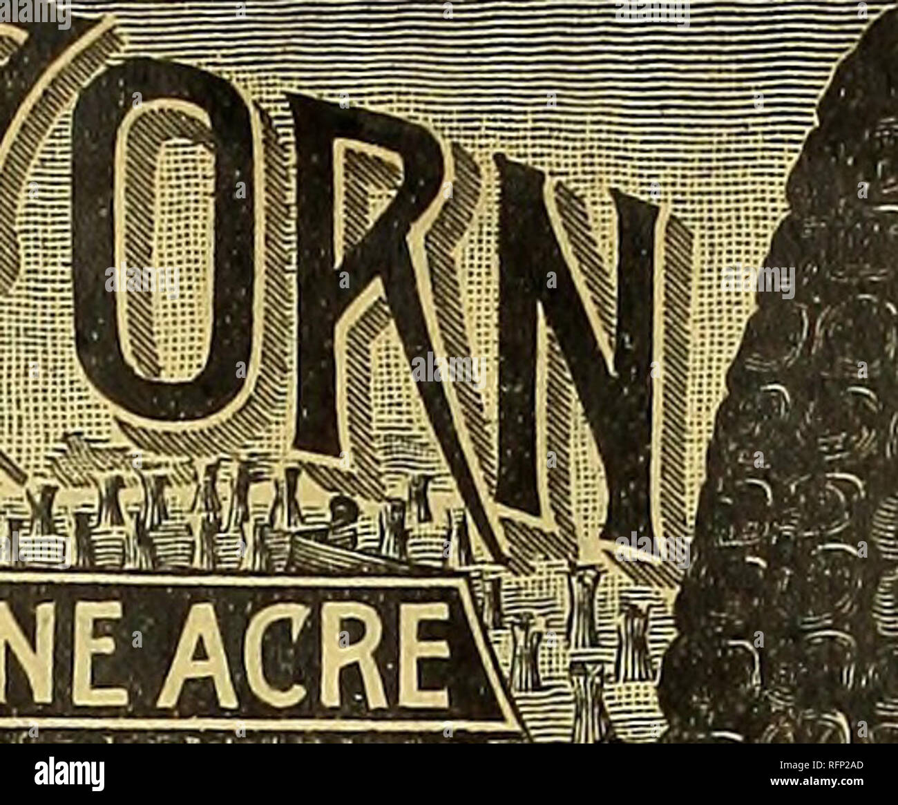 . Agriturismo e guida floreali : semi, piante, lampadine, frutta e patate da semina. Vivai (orticoltura) Minnesota San Paolo cataloghi; piante ornamentali, cataloghi; semi di ortaggi Cataloghi Cataloghi di frutta; fiori Semi cataloghi; Vivai (orticoltura); piante ornamentali,; Verdure; frutta; fiori. BaBBME 215 bushel corona da un acro. R secondo UfiEQUAUED. Alfred Rose, Yates County, N. Y., sollevata 213 bushel di Mastadon sgusciate Cora su un acro. Una resa più pesante da oltre venticinque per cento. Rispetto a qualsiasi altra varietà. La meraviglia del mondo di mais. Sin dalla sua introduzione più le sementi di questa varietà Foto Stock
