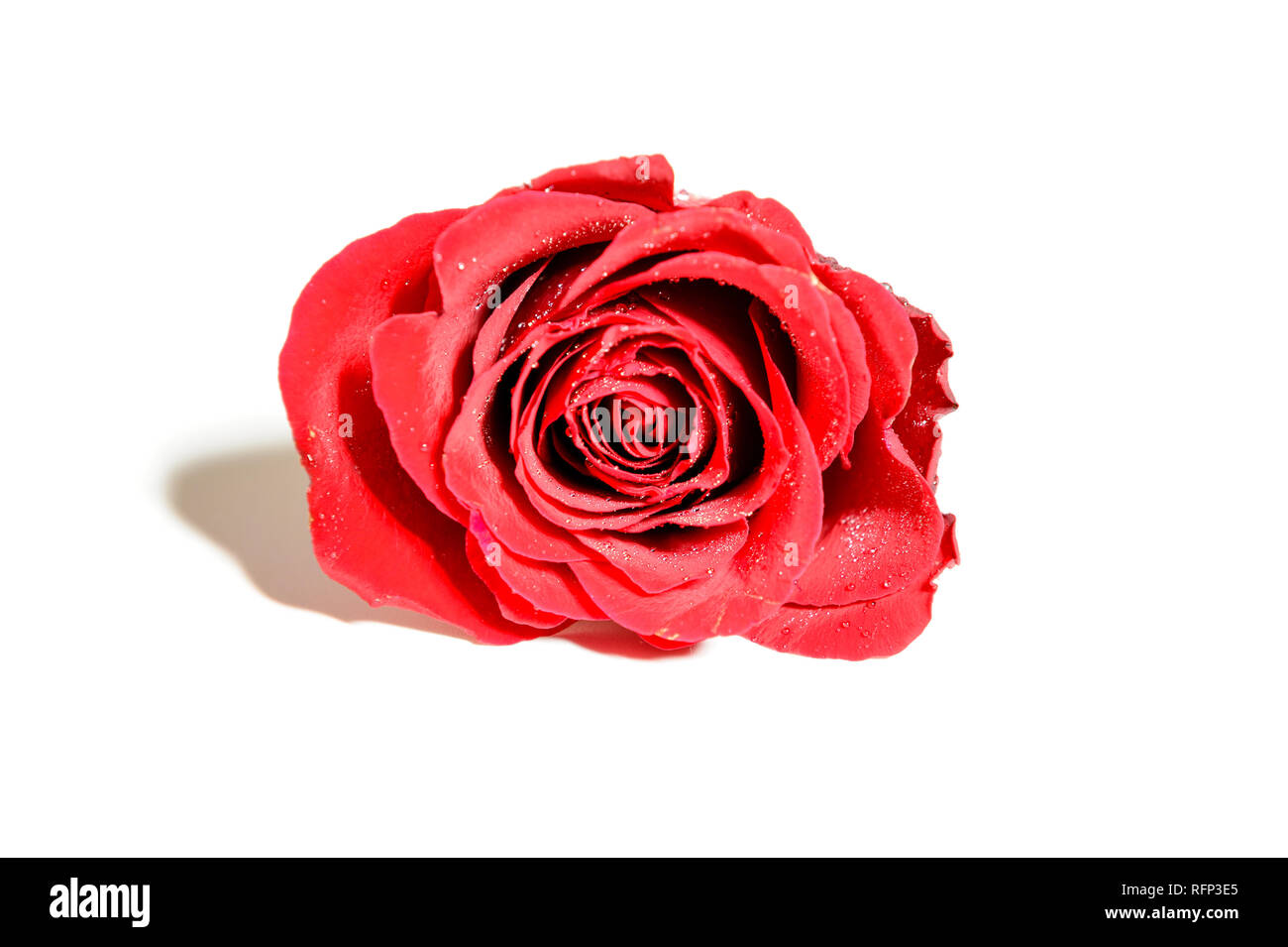 Primo piano di una singola rosa rossa con gocce d'acqua, isolato su sfondo bianco Foto Stock