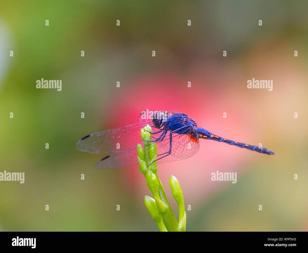 Bellissima dragonfly appollaiate su orchid stelo Foto Stock