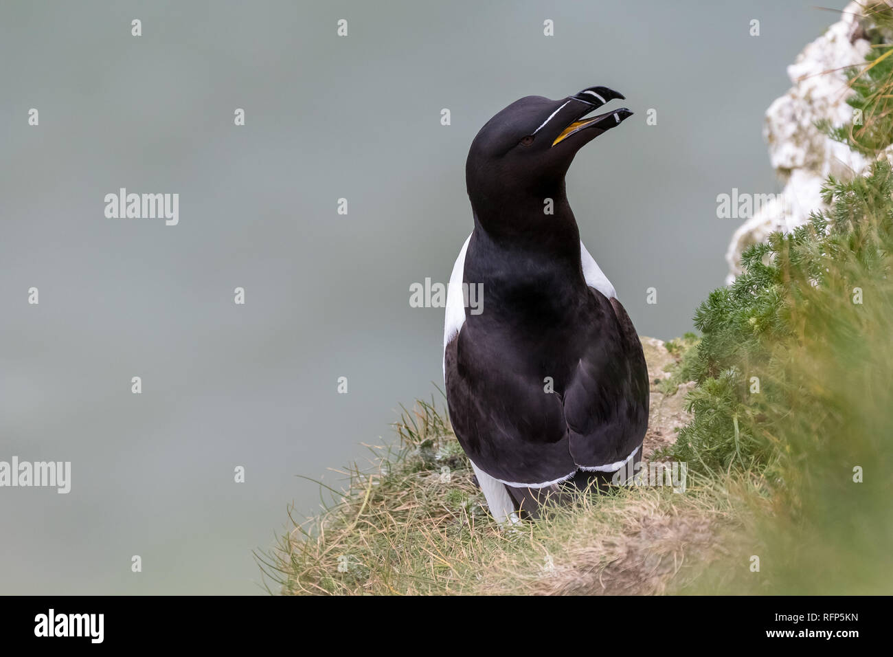 Raorbill (Lesser Auk) sul ciglio della scogliera a RSPB Bempton Cliffs REGNO UNITO Foto Stock