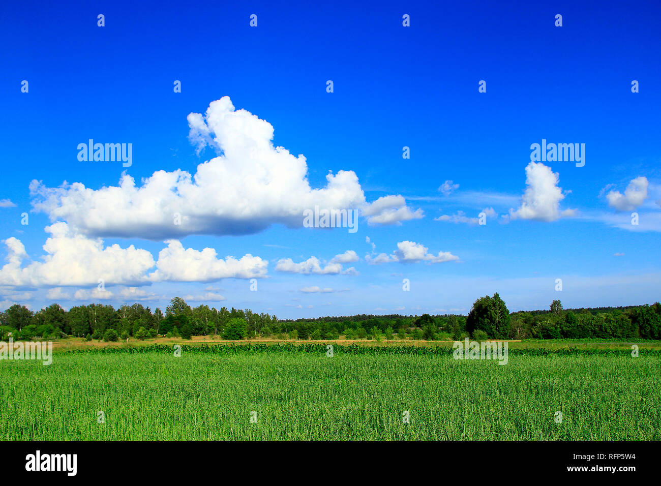 Paesaggio estivo con campo rurale e nuvole bianche sul cielo blu. Grande nuvola bianca sopra il verde campo rurale. Panorama rurale. Paesaggio rurale. Paesaggio di Foto Stock