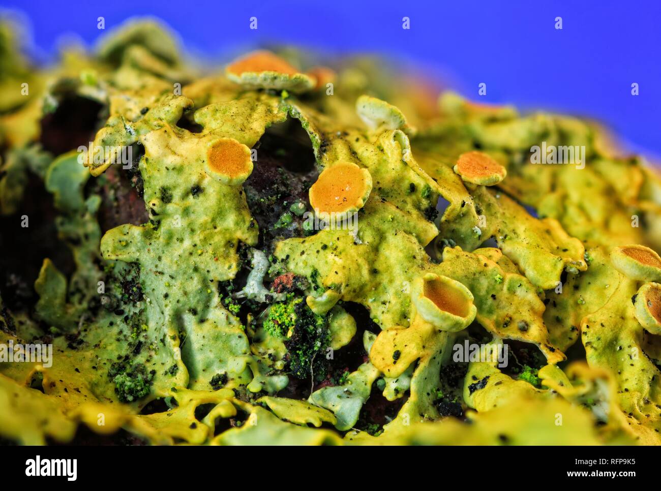 Comune lichene arancione Foto Stock