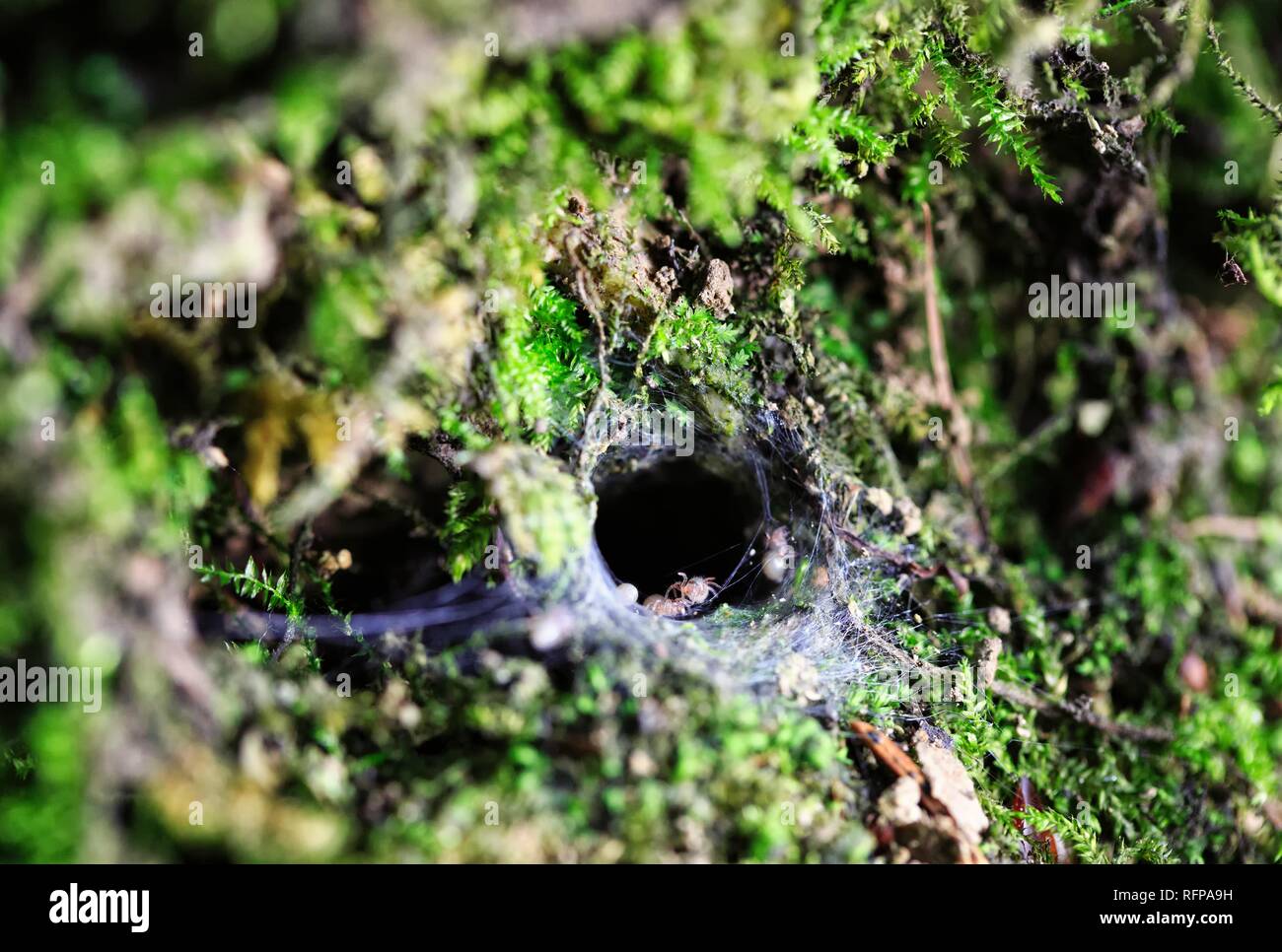 I capretti wolf ragni lasciando loro caverna per esplorare i dintorni Foto Stock