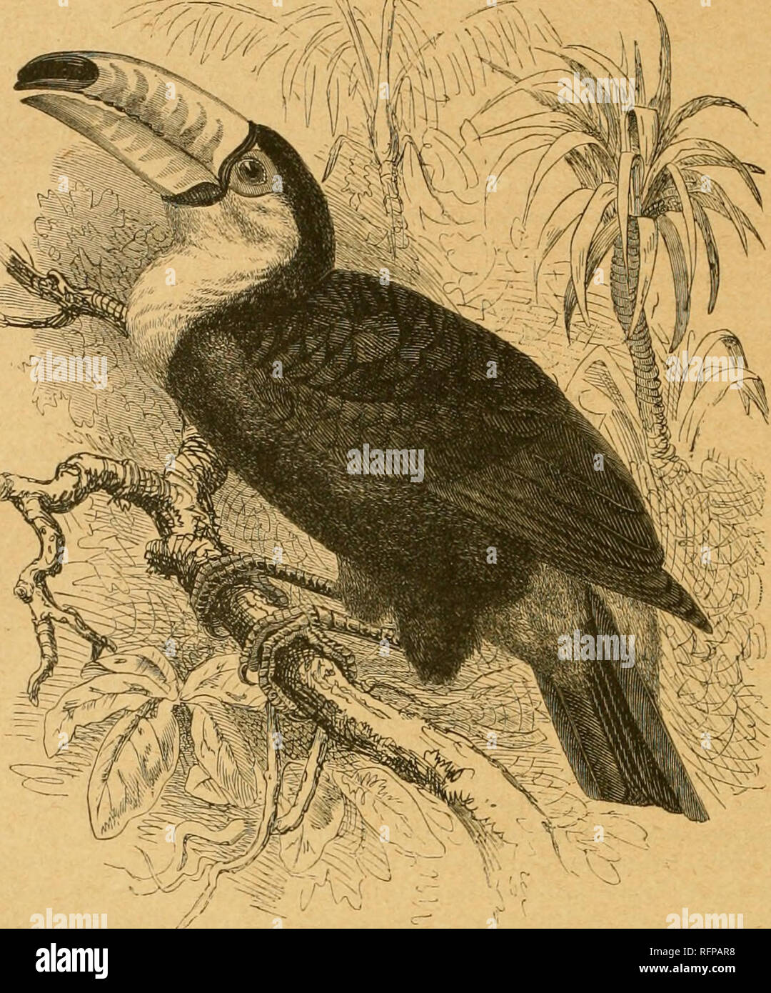 . Cassell di storia naturale. Animali; il comportamento di animali. NATUItAL JIISTOJii: dell'uccello essendo il disegno di legge stesso e tlie porzione anteriore del corpo, essi formano alcun ostacolo, il vento prima di prendere effetto sul punto di bUl. Quando in uno stato di riposo, il tucano porta il suo disegno di legge assai più elevata rispetto a una linea orizzontale che passerebbe tlirough gli occhi e quando valutato attentamente, sembra un falso bill, perché la sua base supera la larghezza della testa che presenta il appaiono- mente di essere racchiuso in una custodia. In aggiunta a queste singolarità, le narici sono posizionati dietro la a Foto Stock