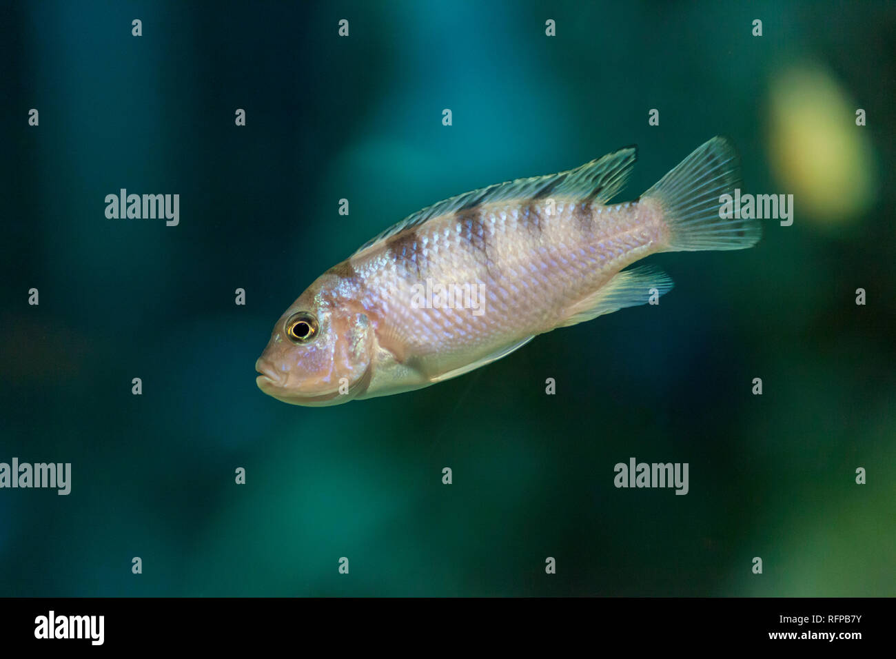 Afrian cichlid pesce al Bioparco zoo in Valencia, Comunidad Valenciana, Spagna Foto Stock