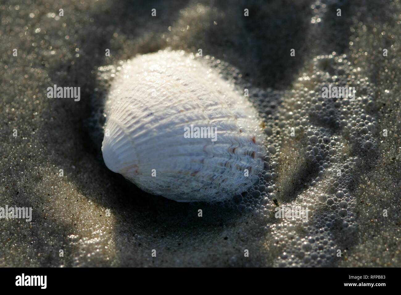 DEU, Germania, Amrum : Northsea isola Amrum. Il Cockle, Cerastoderma edule. Foto Stock