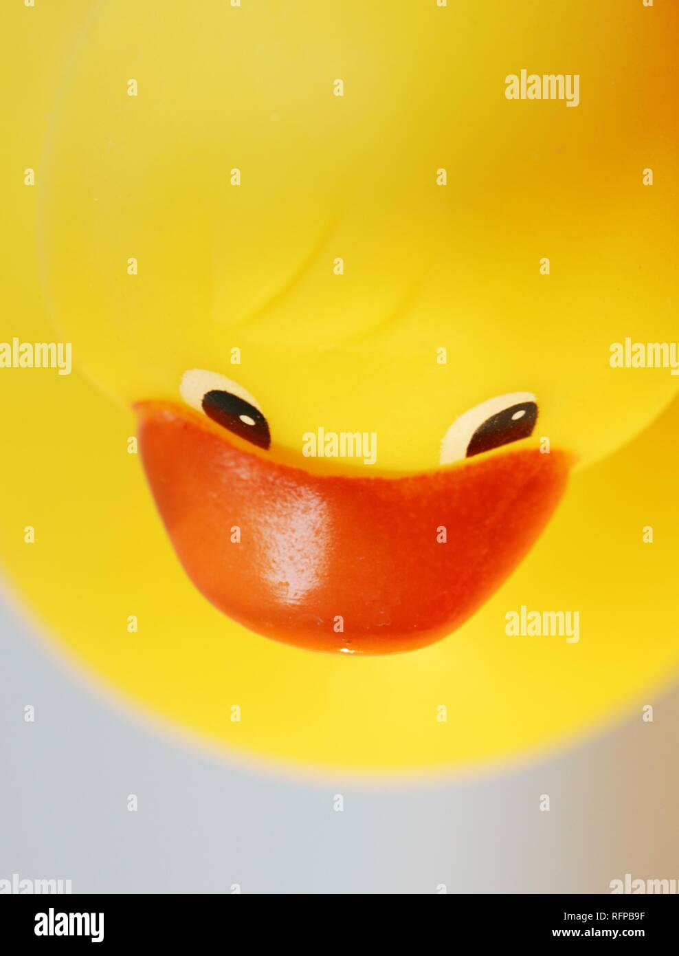 DEU, Germania : giallo rubber duck . Foto Stock