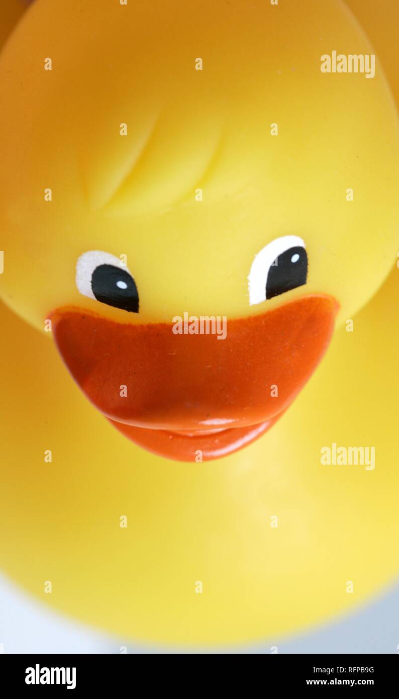 DEU, Germania : giallo rubber duck . Foto Stock