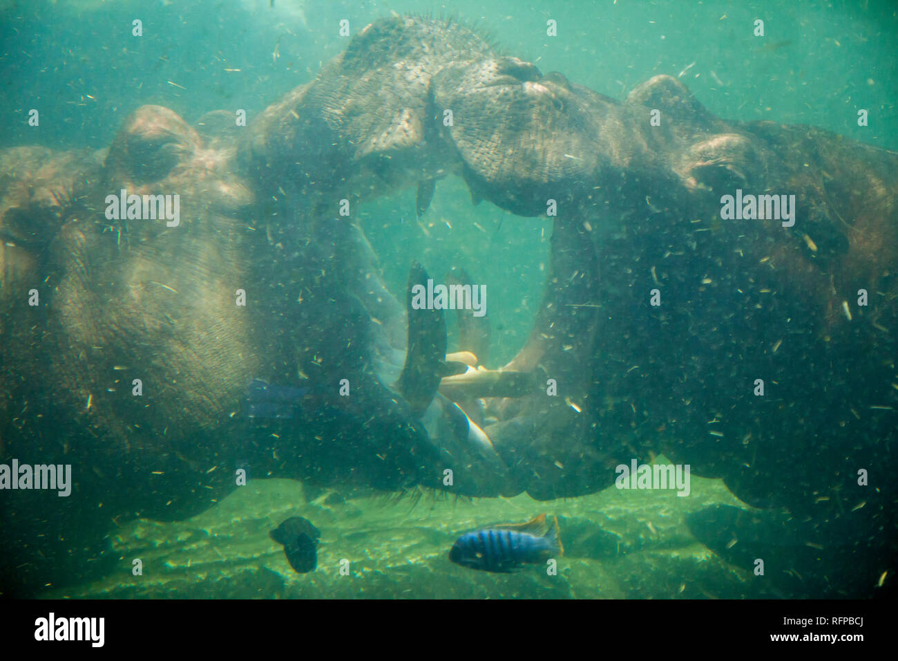 Ippopotamo presso lo zoo Bioparco di Valencia, Comunidad Valenciana, Spagna Foto Stock