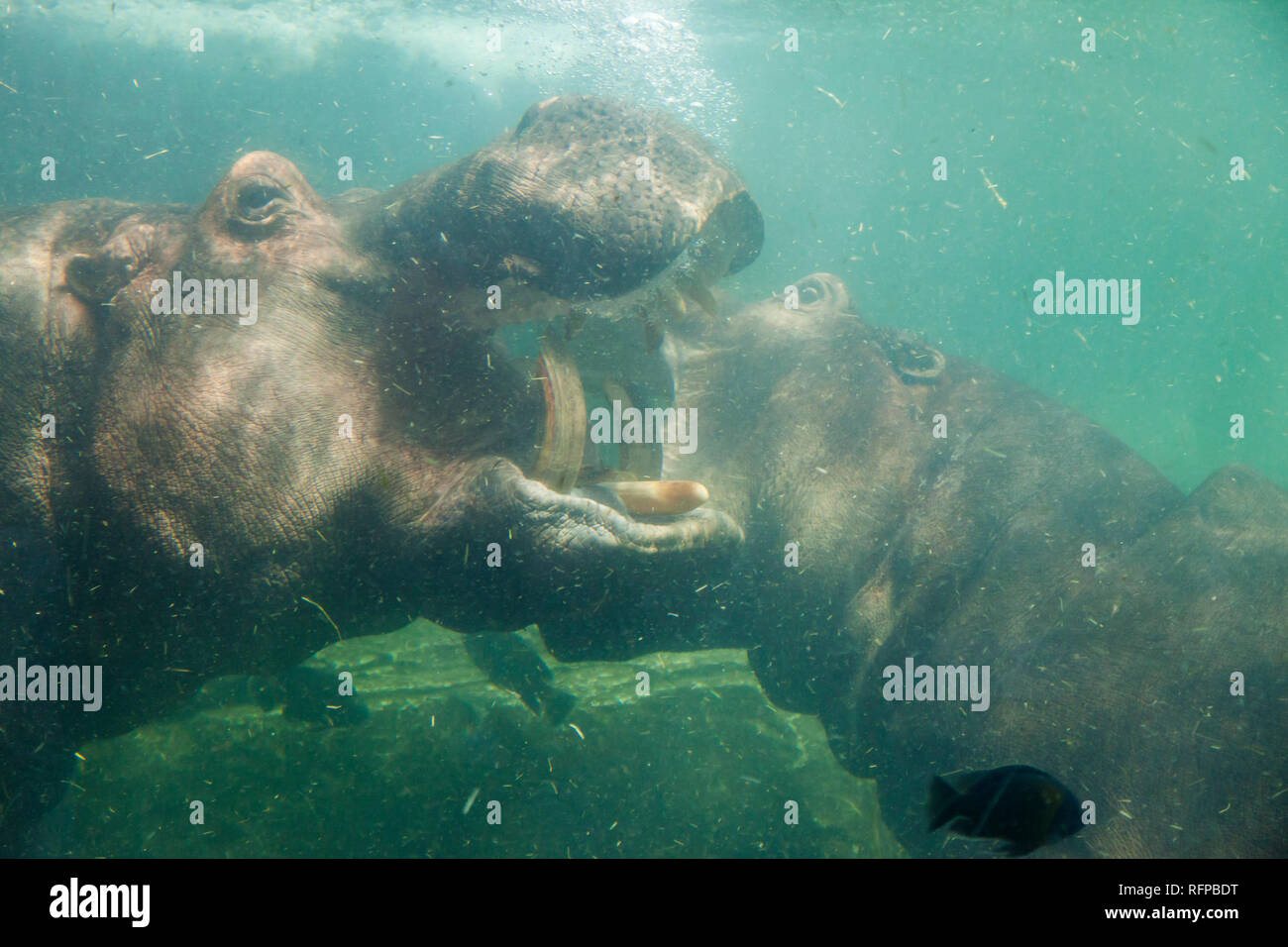 Ippopotamo presso lo zoo Bioparco di Valencia, Comunidad Valenciana, Spagna Foto Stock