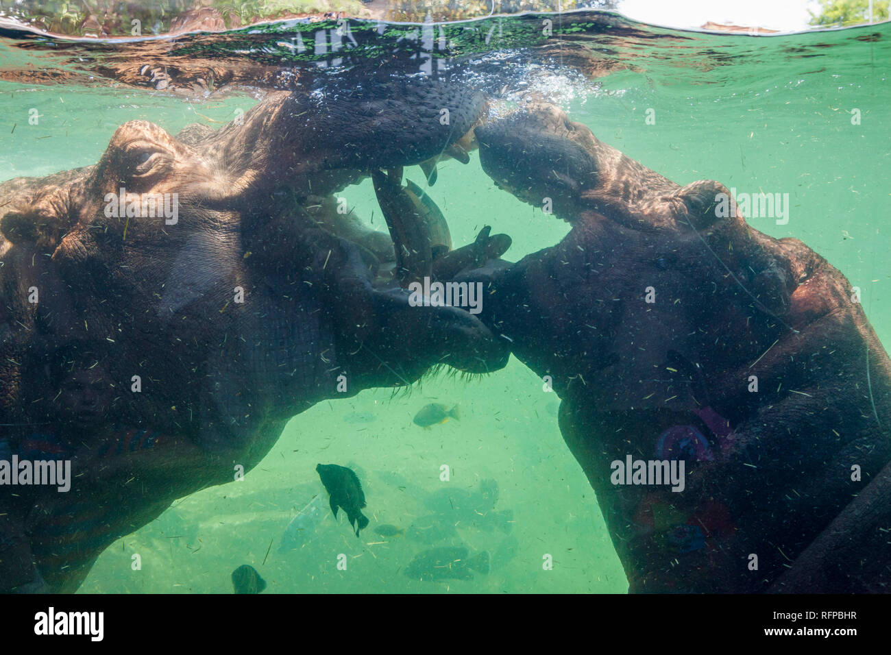 Ippopotamo presso lo zoo Bioparco di Valencia, Comunidad Valenciana, Spagna Foto Stock