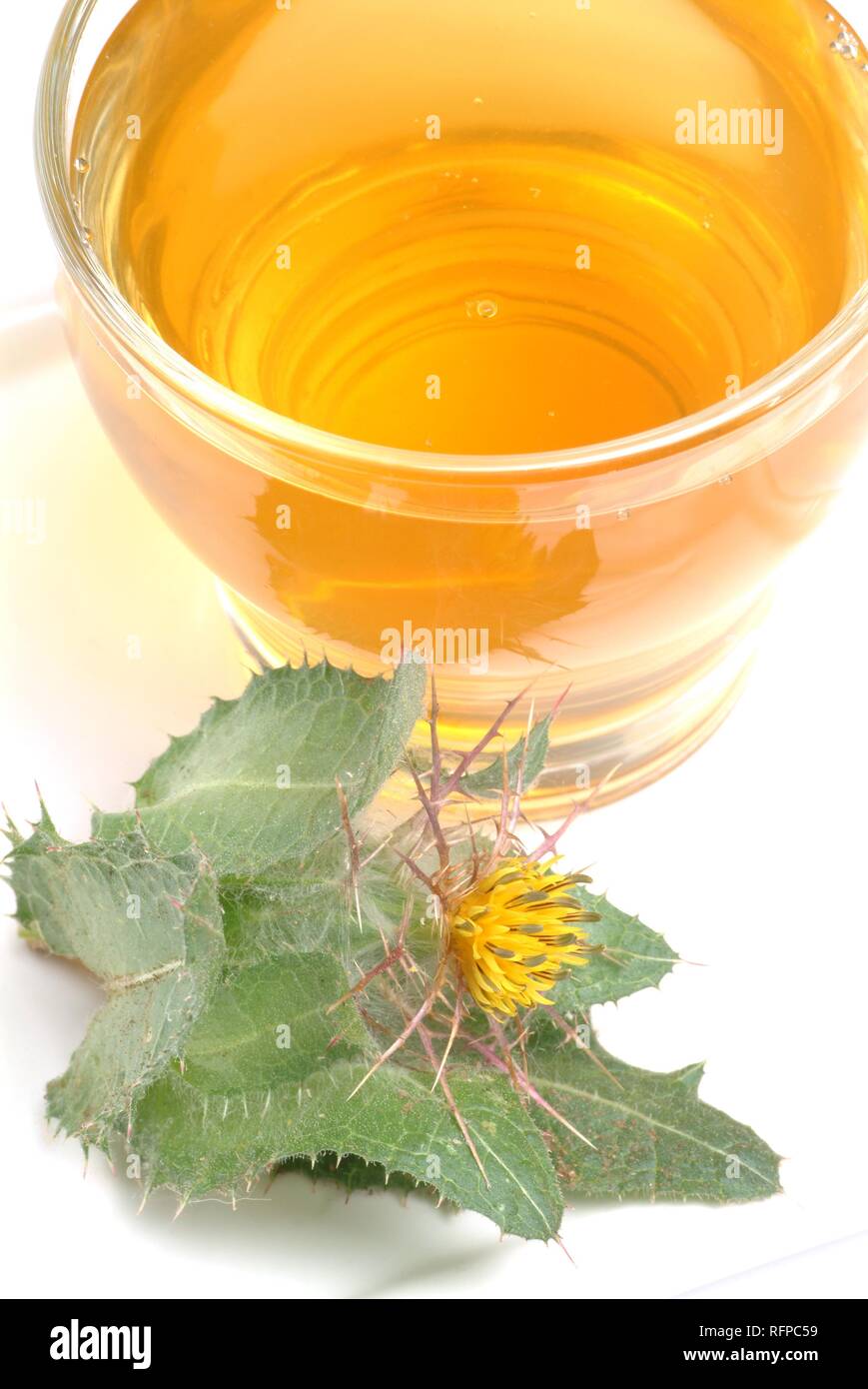 Beato thistle tea, Cnicus benedictus, carduus, Foto Stock