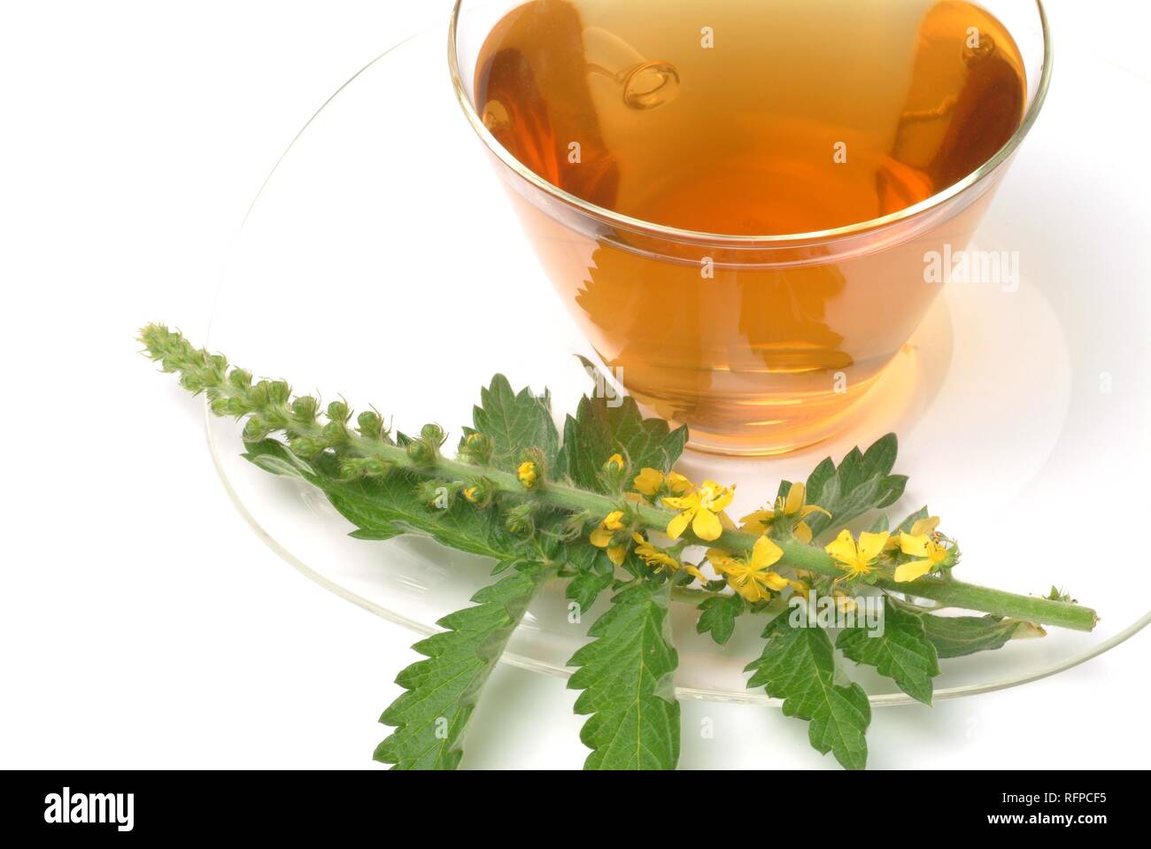 Tè medicinali, comune agrimonia, Eupatoria Foto Stock