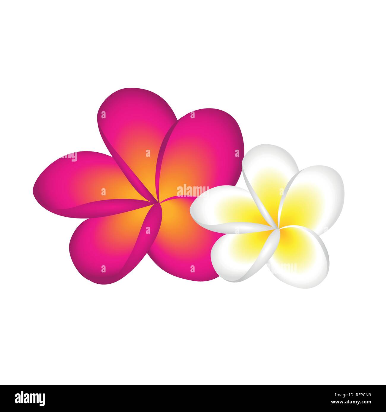 Plumeria frangipani sbocciare fiori bianchi e rosa illustrazione vettoriale EPS10 Illustrazione Vettoriale