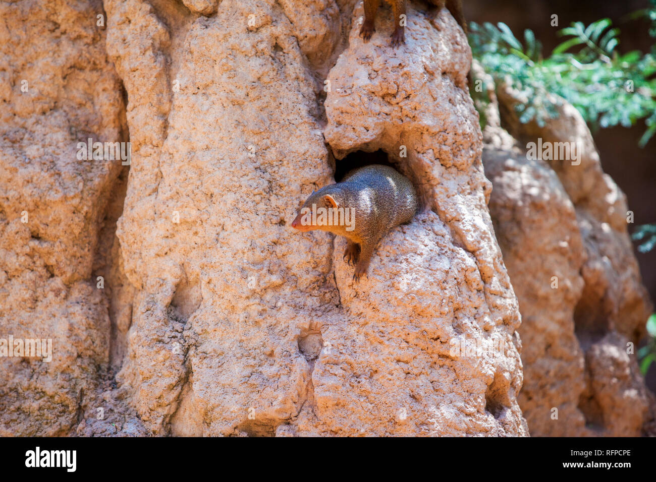La mangusta africani presso lo zoo Bioparco di Valencia, Comunidad Valenciana, Spagna Foto Stock