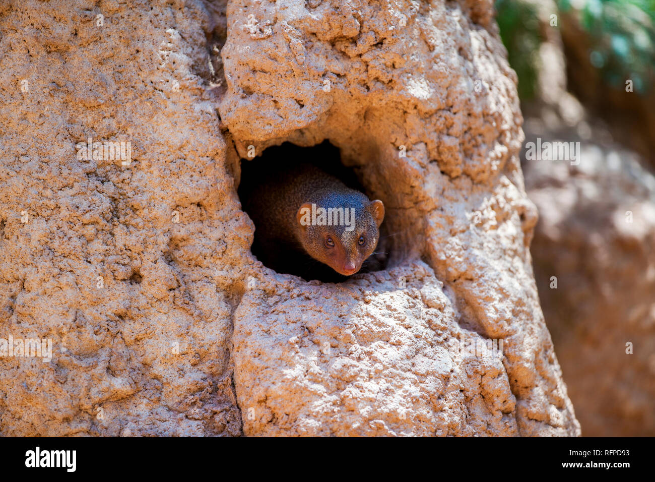 La mangusta africani presso lo zoo Bioparco di Valencia, Comunidad Valenciana, Spagna Foto Stock