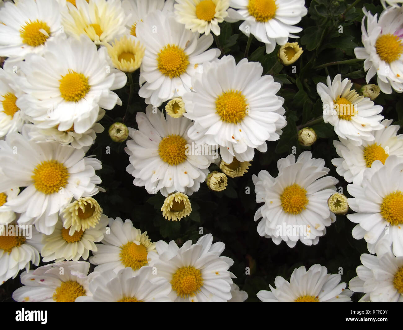 Bella bianco Daisy sfondo fiori Foto Stock