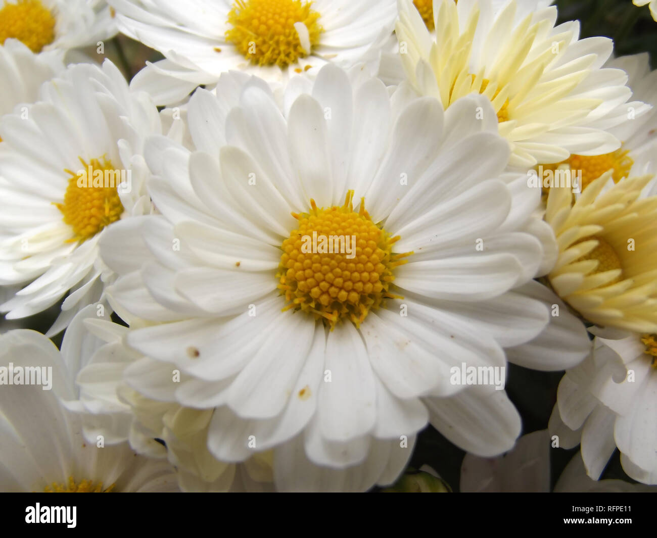 Bella bianco Daisy sfondo fiori Foto Stock