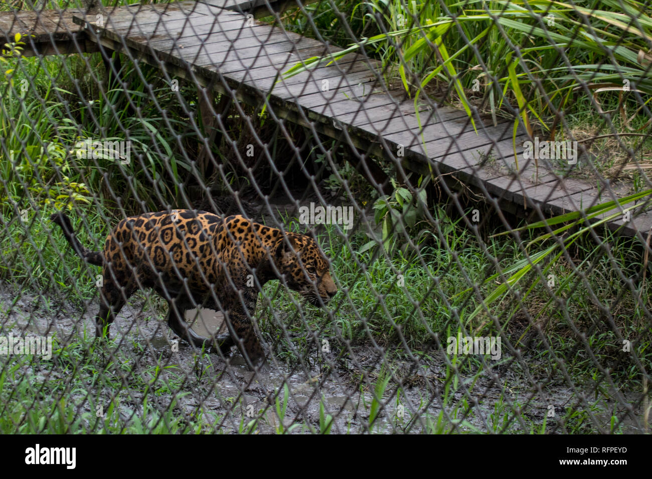 La foto di un bel maschio Jaguar (Panthera onca) passeggiate nel suo involucro sullo sfondo di una rampa di legno al Centro de Conservación de Santa Ana. Foto Stock