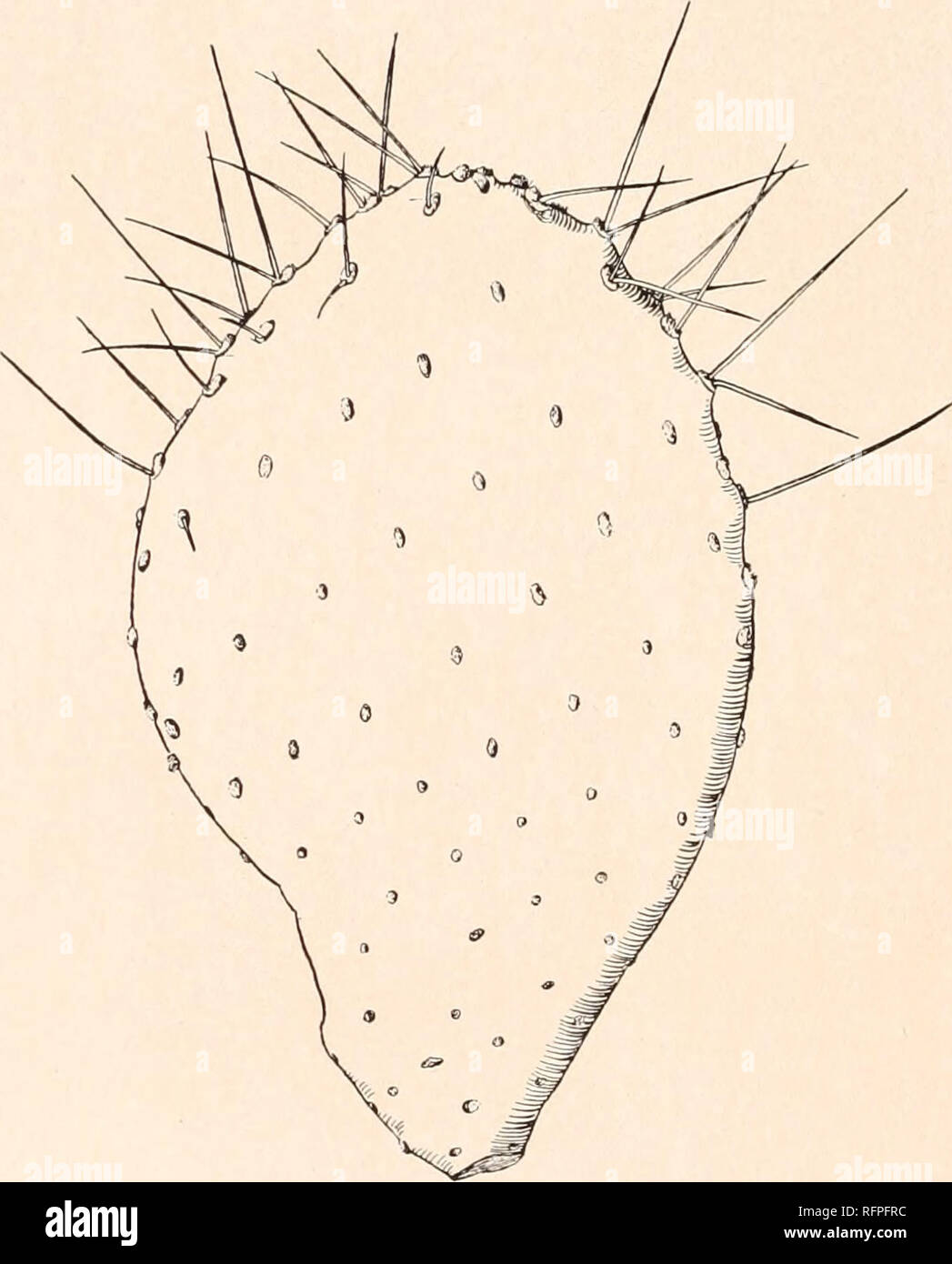 . Carnegie Institution di Washington la pubblicazione. 140 Le Cactaceae. Chiave per la specie. Più o meno folte piante. Giunti; sottili spine, quando presente, molto lunga ed è limitato alla metà superiore e areoles. Spine di colore marrone scuro, stout, rigida. Impianto di verde pallido al violaceo; spine fino a 12 cm. lungo impianto opaco verde scuro; spine 6 cm. lungo o meno spine marrone pallido, flessibili o subulate. Di solito abbondantemente di solito spinoso di smidollati o alcuni areoles con i setaceous deflexed articolazioni della colonna vertebrale di spessore; spine non si limita alla metà superiore e areoles. Articolazioni relativamente piccola, raramente oltre 15 cm. ampia; piante rel Foto Stock