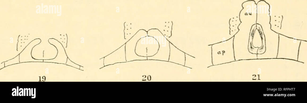 . Carnegie Institution di Washington la pubblicazione. Studi di Giamaica Echini. 155 varianti con oculari V, posso inserire. La percentuale di V inserire in questa fascia di età è molto vicino a quello della successiva serie di grandi dimensioni, ma ci sono più arrestato e un minor numero di varianti di progressivo rispetto alla serie precedente. La serie 40 a 52 mm. in lunghezza, 103 esemplari, comprende i più grandi campioni raccolti a Montego Bay. Da altre località esemplari possono raggiungere una lunghezza di 90 o più millimetri. Di questa serie, 7 per cento hanno tutti gli oculari exsert come arrestati varianti; 66 per cento hanno oculare inserto V come il massimo sviluppo Foto Stock