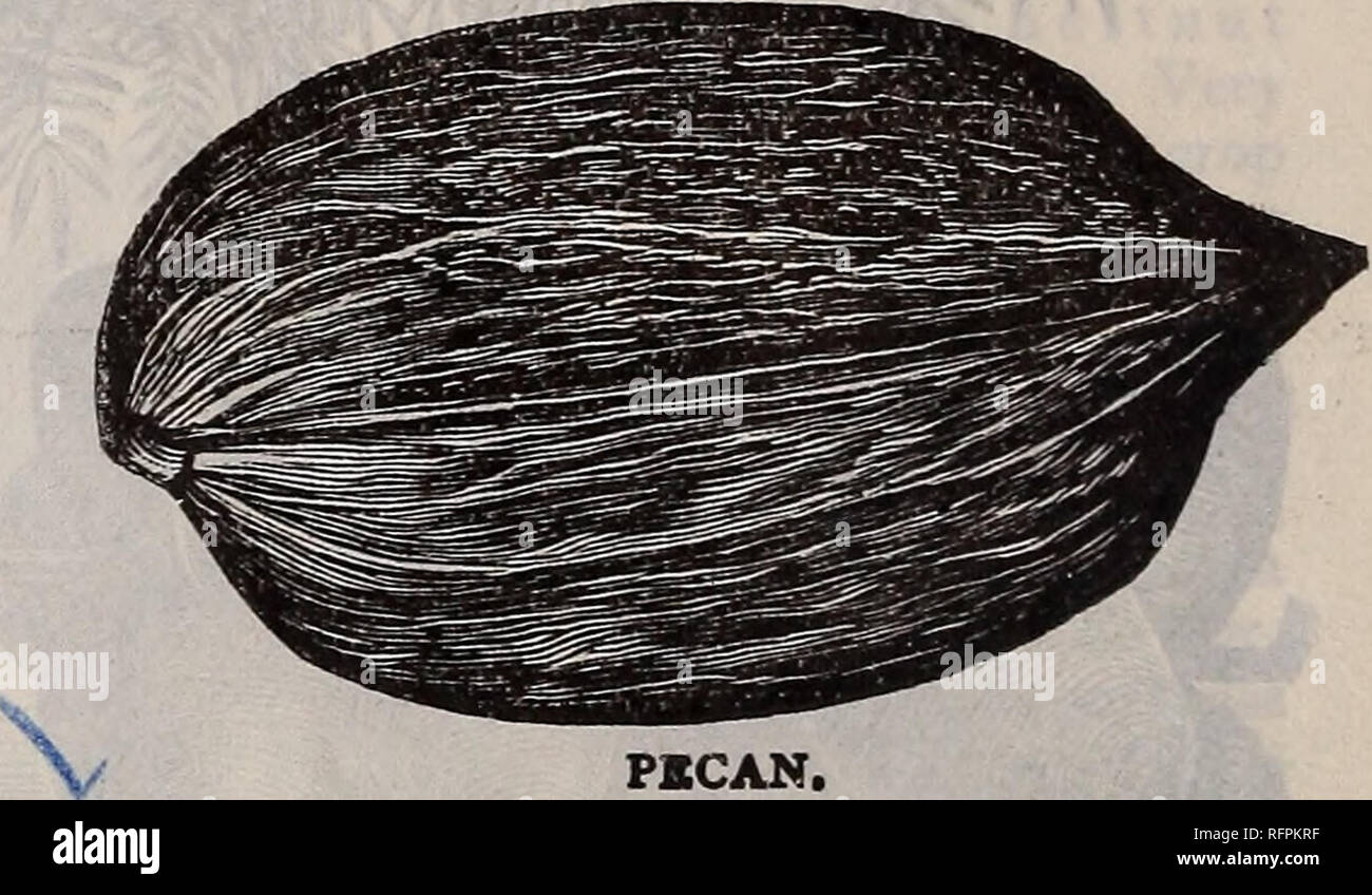 . Fragole, lamponi, more e uva spina, uva secca di Corinto, rabarbaro e asparagi, Apple, ciliegia, pesca, pera : la primavera 1896. Vivaio New Jersey cataloghi; alberi da frutto piantine cataloghi; frutto piantine cataloghi; alberi piantine cataloghi; piante ornamentali, cataloghi. P1CAN. Guscio di carta.-una bella, symmet- rical e crescente e rapida tree j di una lussureggiante fogliame, che si conserva nel tardo autunno; la produzione di legni pregiati e raccolti pesanti di dolce, oblunga, dadi liscia di ottima qualità. Guscio rigido.-una multa, Hardy varietà, con una grande e paffuto del kernel e con grandi e appariscente, o Foto Stock