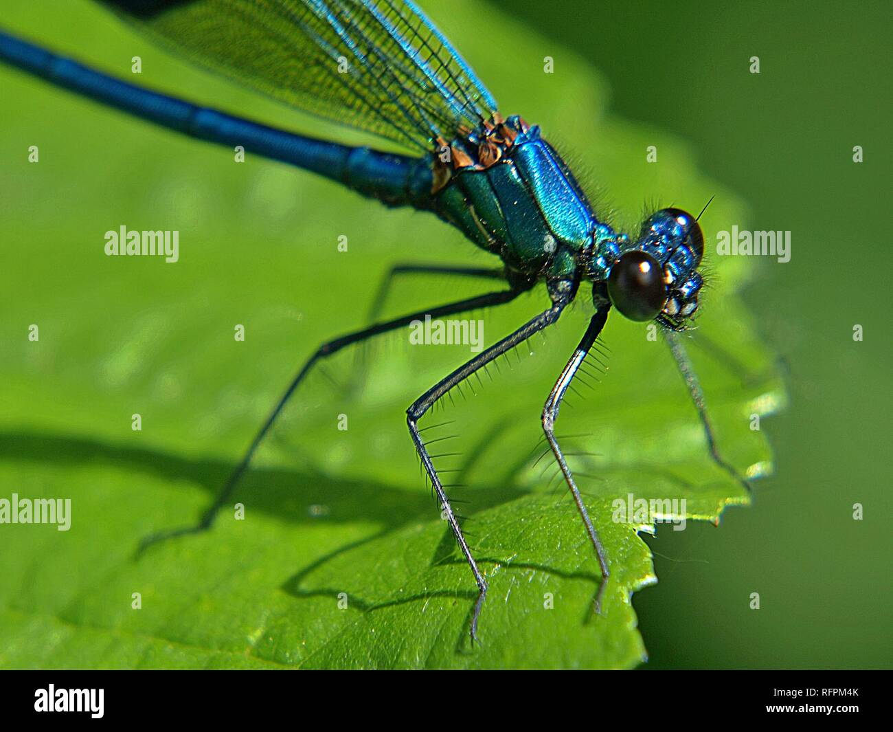 Macro di un ampio blu-damselfly alato su una foglia Foto Stock