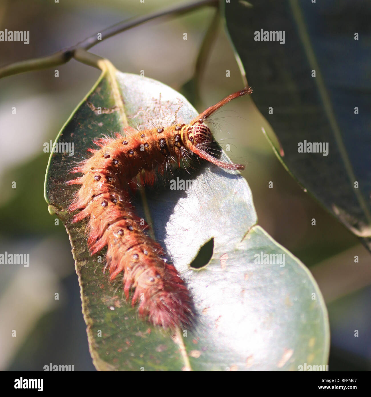 Red hairy moth caterpillar Foto Stock