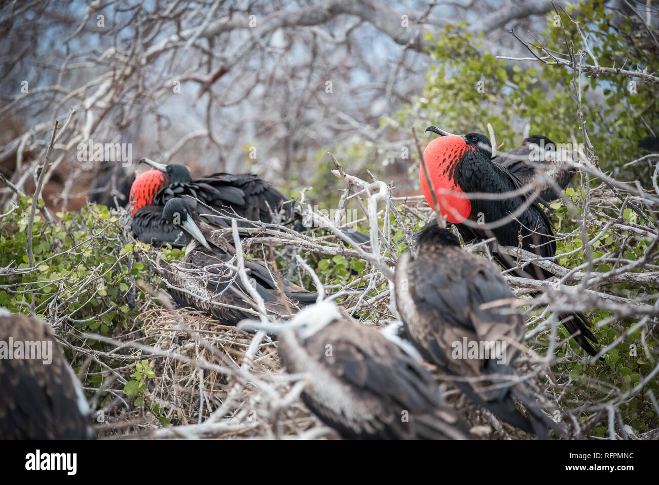 Grande Frigatebird nesting in Galápagos Foto Stock