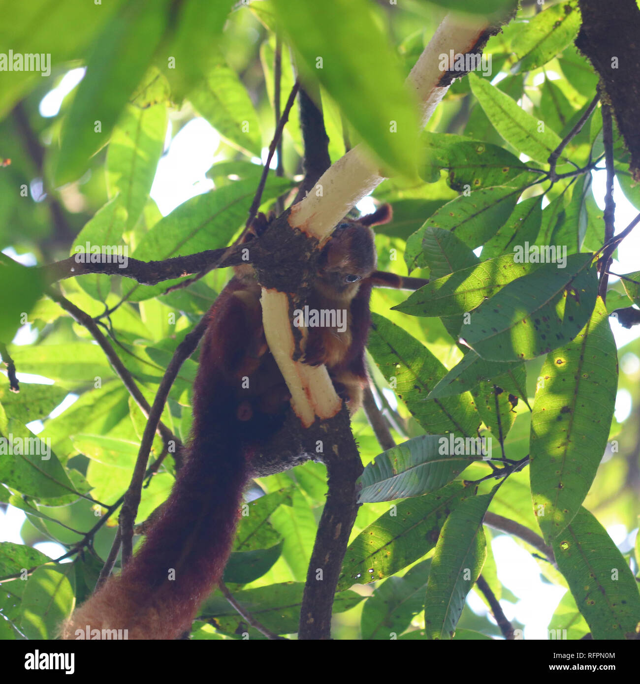 Malabar scoiattolo gigante alimentare sulla corteccia di un albero di mango Foto Stock