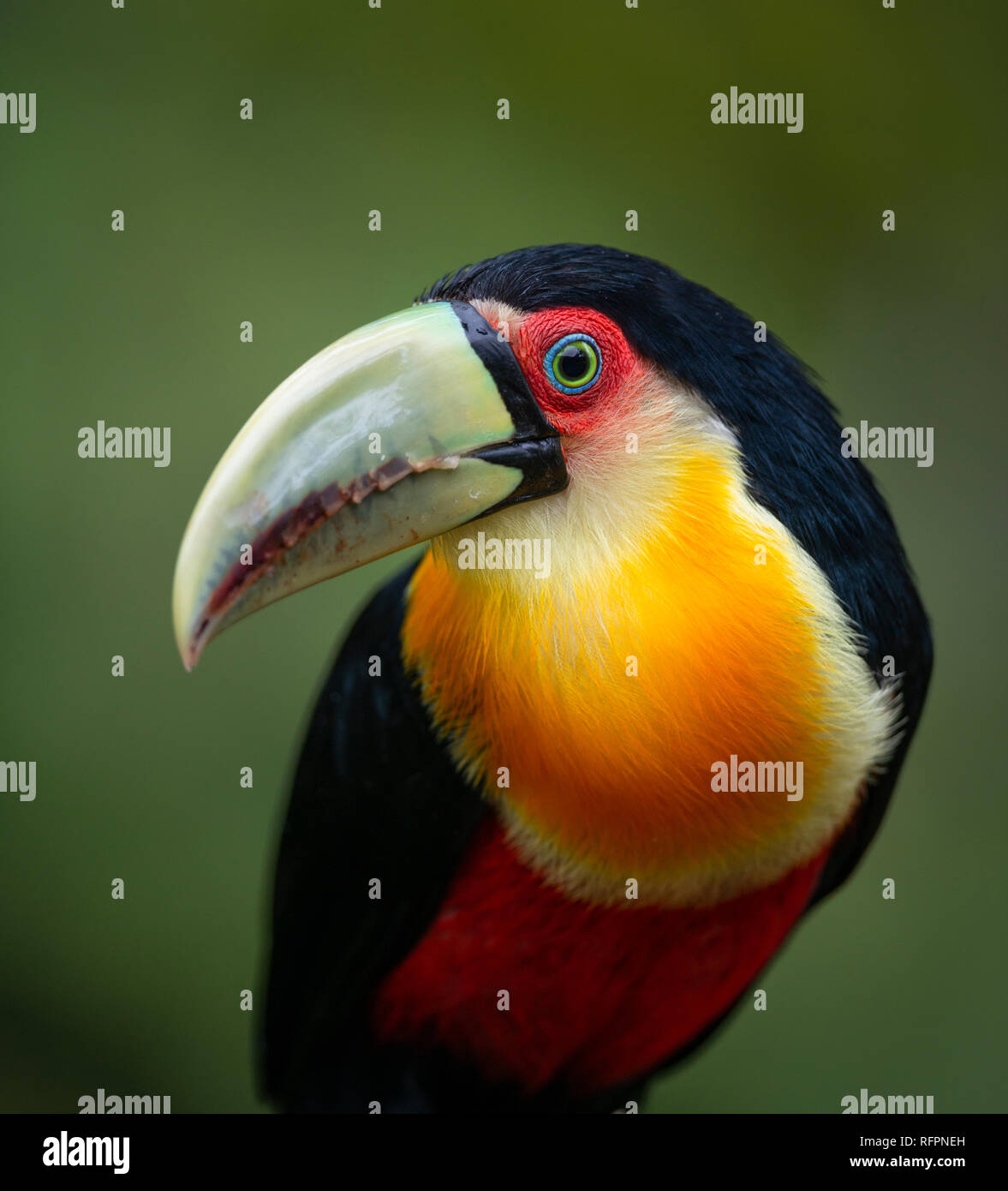 Red-breasted Toucan (Ramphastos dicolorus) dalla foresta pluviale atlantica Foto Stock