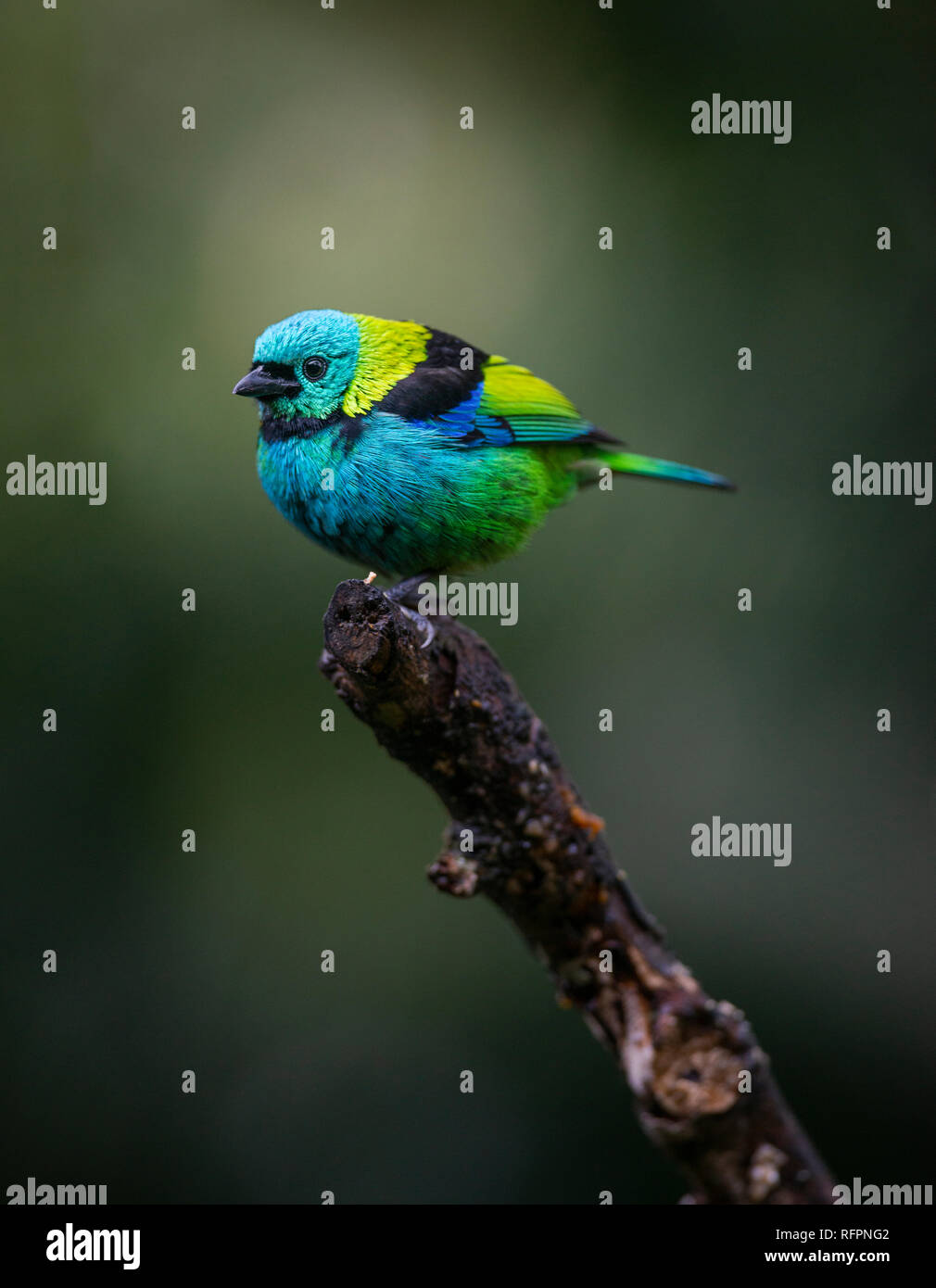 Verde-guidato Tanager (Tangara seledon) dalla foresta pluviale atlantica Foto Stock