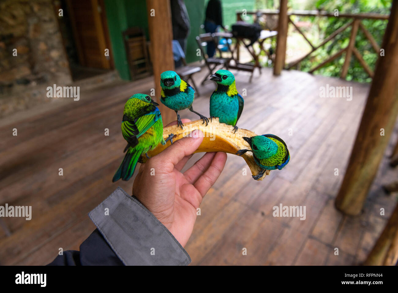 Verde-guidato Tanagers dalla foresta pluviale atlantica alimentare per la mano di una persona Foto Stock