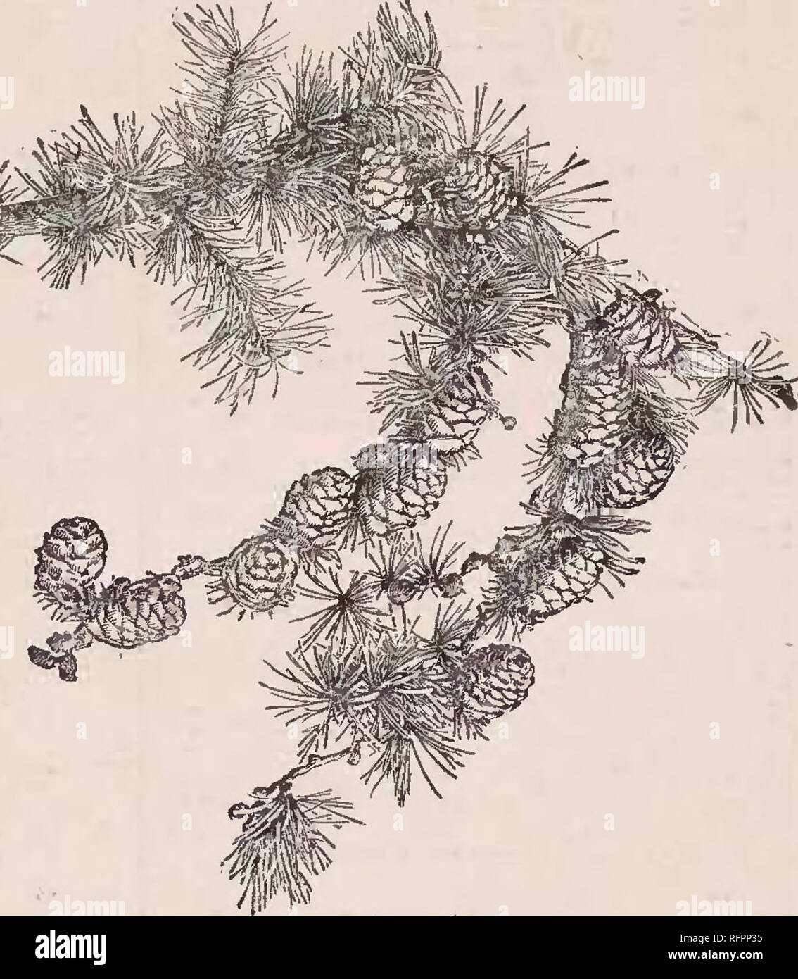 . Catalogo descrittivo del vivaio di Yokohama Co., limitata. Seme dell industria e del commercio; fiori Cataloghi Cataloghi di frutta; gli alberi cataloghi; arbusti cataloghi. CIKNAMOMUM CAMPIIOKA. .70 ponnd pcr- Ehretia Macropliylla $2.00 Elaeagnus Longipes..: 70 Elaeaguns Pungens (E. Simohi) 80 " Umbellatus .80 Elaeococca Cordata.. 50 Eriobotrya japonica (Nespole del Giappone) 40 Enliiantbus Japonicus 1.40 Euonymus Alatns 1.40 " Europaea 70 " Japonica 70 Enriale Ferox (acquatici) 1,00 Eurya Japonica 1.60 Euscaphis Stapliyleoides 1.70 Fagns Sylvatica 80 Gardenia Florida 1.40 (Jledistchia Japonica .50. TAEIX LEPTOLE Foto Stock