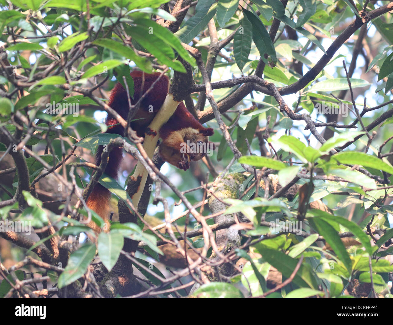 Malabar scoiattolo gigante alimentare sulla corteccia di un albero di mango Foto Stock