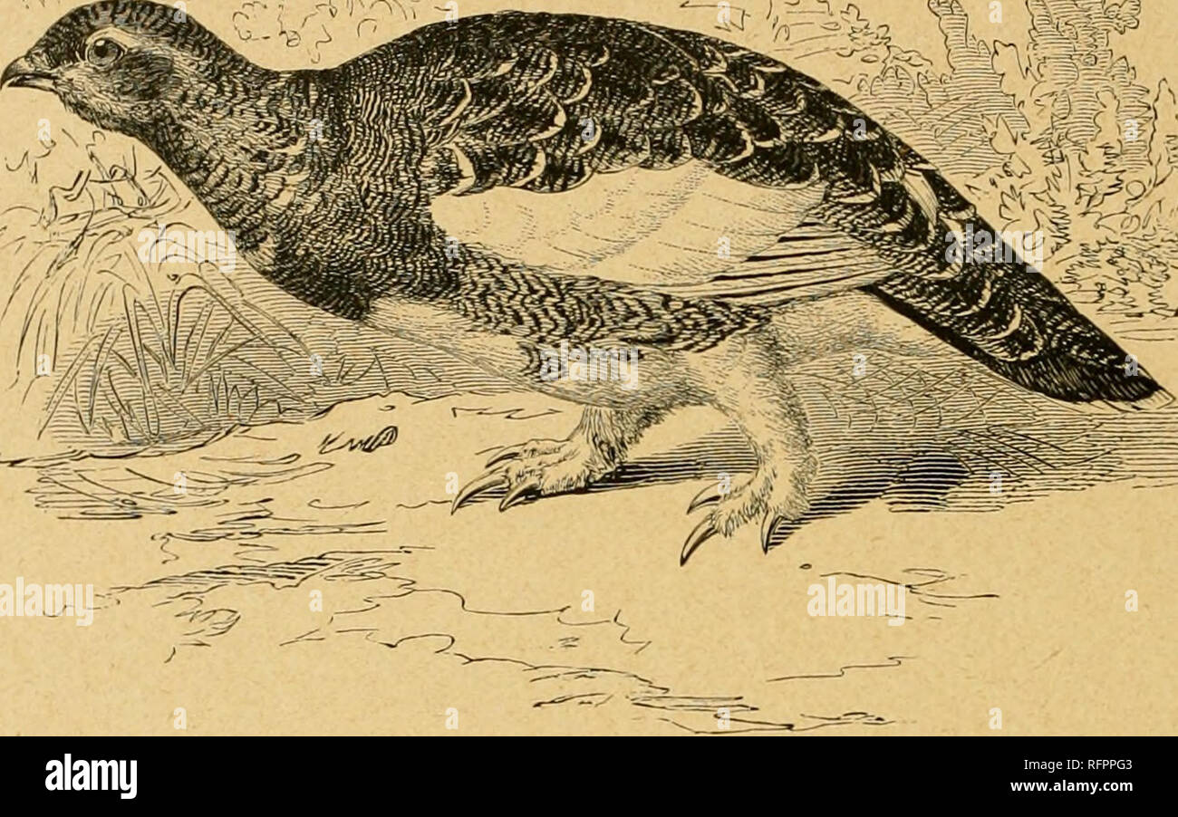 . Cassell di storia naturale. Animali; il comportamento di animali. BlSTORl naturale .•gamme di terra che la ecessità di gallo cedrone e gallo forcello Salice frequenti; aud quindi la specie presente un po' meno numerose rispetto a quest'ultimo bird. È opportuno che un intruso fare la sua apparizione nella casa della pernice bianca, o qualora un )jird rapaci compaiono, essi squat e restare immobile, confidando principalmente per la somiglianza del loro piumaggio al suolo e le colture erbacee destinate a consentire loro di sfuggire invisibile. Una dovrebbe pronunciare il suo gracchia nota, egli è generalmente su una pietra pronti a prendere il parafango in un momento di preavviso e quando egli ri.ses e chiama tutti i th Foto Stock