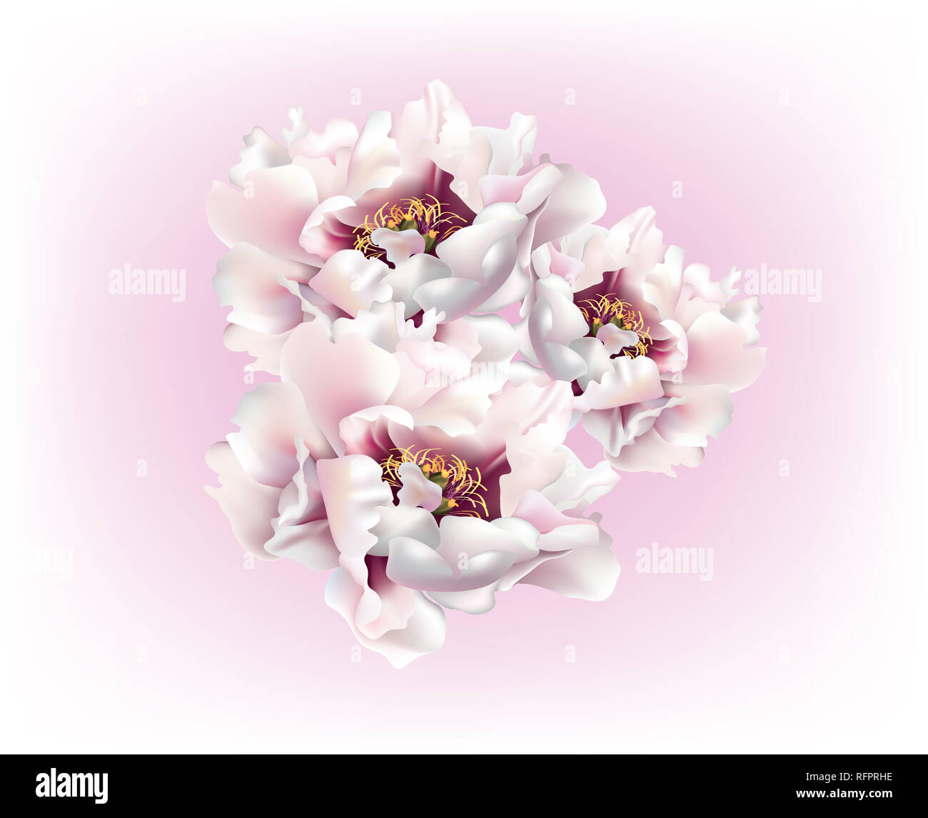 Di un bel colore rosa peonie Foto Stock