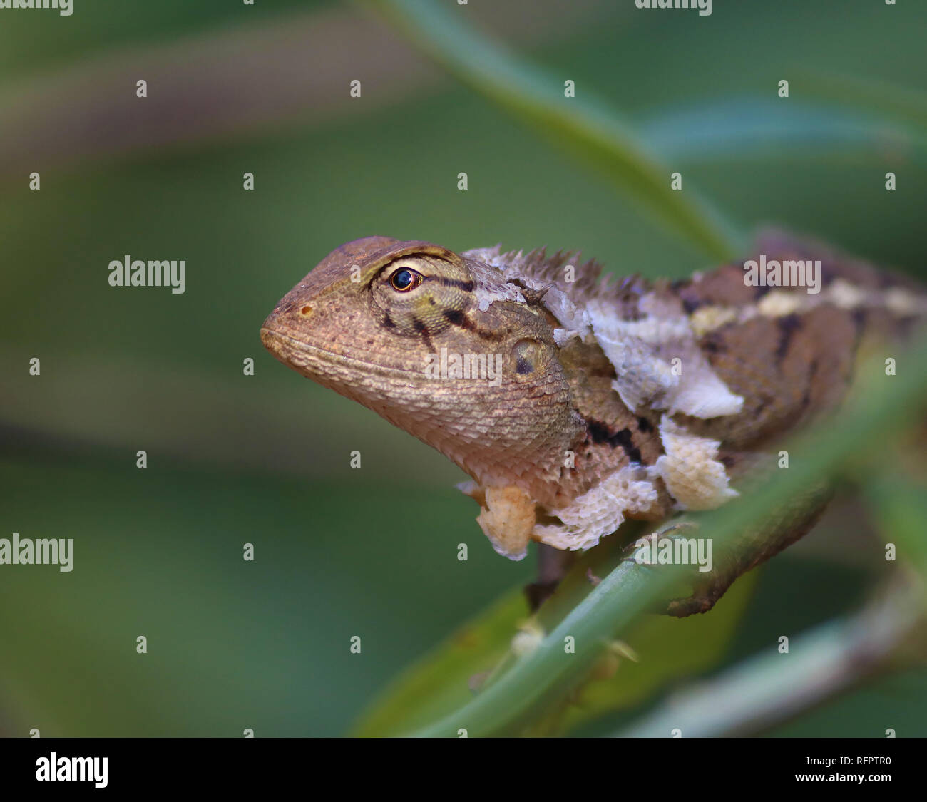 Femmina Oriental Garden Lizard ombreggiatura pelle su un ramo di una vite Foto Stock