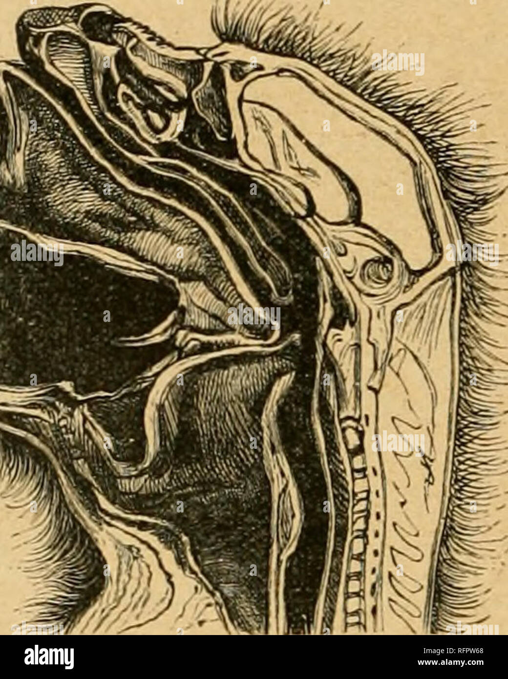 . Cassell di storia naturale. Animali; il comportamento di animali. 168 muTOST naturale. ITierefore, scrive un recente autore, se il cibo fresco è richiesto, è meglio uccidere un Lagothrix (vedi pagina 171) nelle valli peruviane, come carne appesi presto diventa viziata. Il Golden Howler, tuttavia, fornisce i principali alimenti di origine animale per gli abitanti delle sponde di alcuni dei fiumi inserendo l'Amazzonia peruviana. Essi mantengono la Basse Terre e rive del riers. e sono trovati muovendo da jilace al luogo in coppie. La testa di questo e di tutti gli altri Howlei-s ha una grande faccia nera e una alta fronte sfuggente; Foto Stock