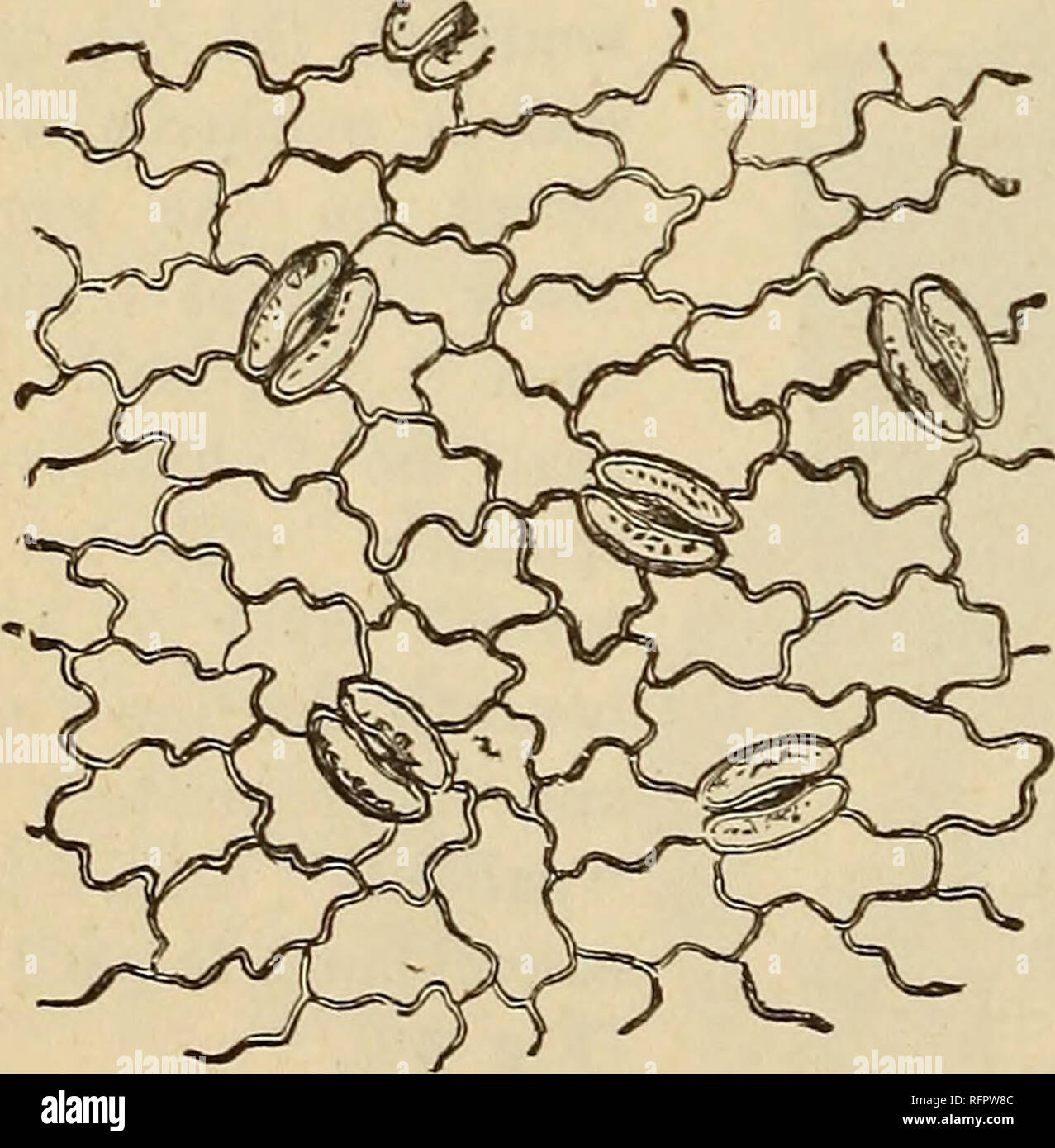 . Cassell popolare di giardinaggio. Il giardinaggio. 162 DEL CASSELL POPULAE G-ARDENING. variano notevolmente nei diversi casi e queste diver- le piazzole servire, insieme con quelli connessi con la forma e la disposizione della foglia, come mezzi di dis- crimination tra diverse piante o gruppi di piante. Esso deve bastare qui a dare una illustrazione soltanto. Nella maggior parte delle piante dicotiledoni, quelli in cui la piantina pianta ha due cotiledoni, il gruppo comprendente la maggior parte dei nostri alberi e arbusti, le nervature della foglia, o il loro ultimo rami, sono disposti in un reticolo o simile a rete in modo che ther Foto Stock