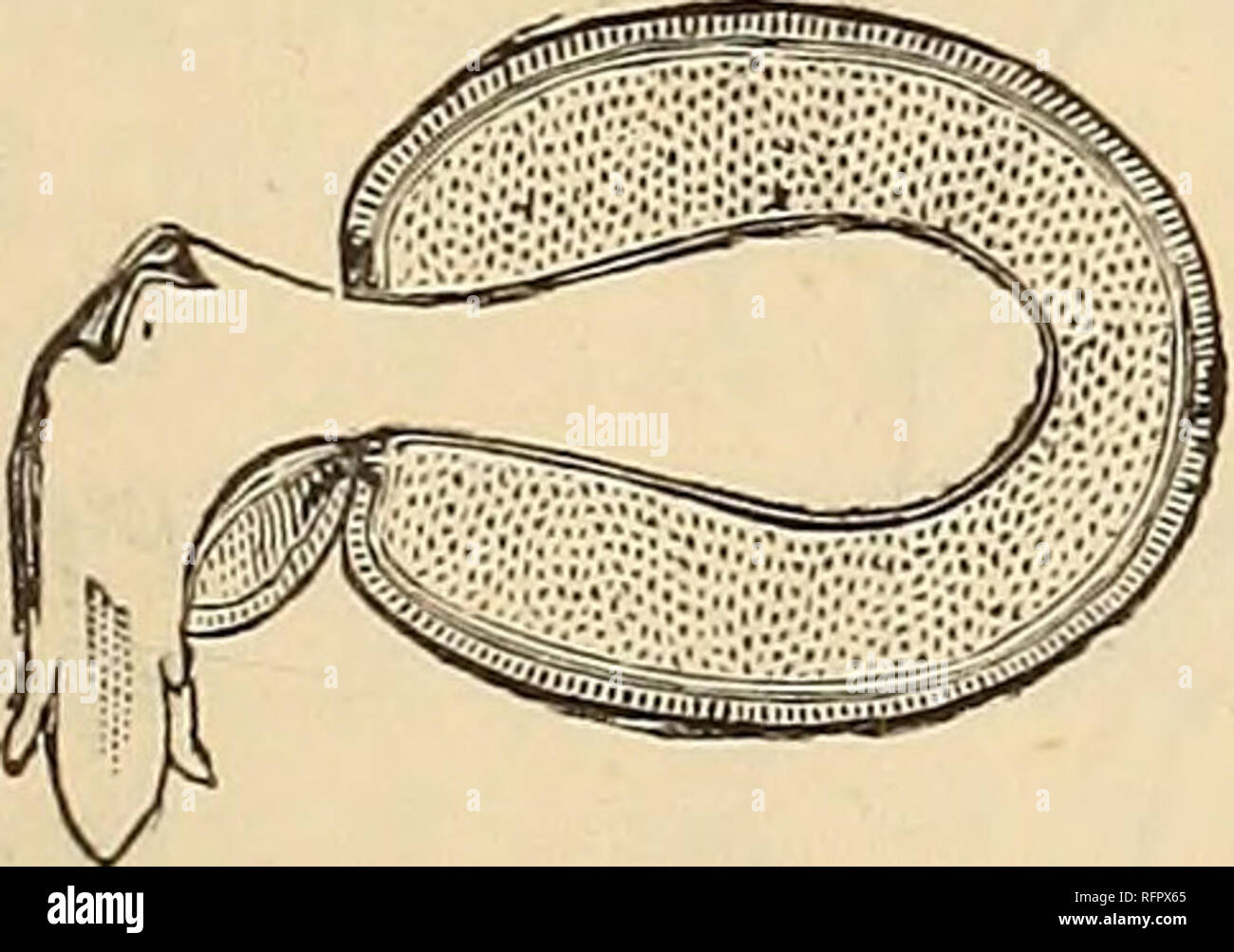 . Cassell popolare di giardinaggio. Il giardinaggio. Fig. 3.-Bud di ippocastano sur- arrotondati da scale, la parte esterna delle quali stanno diventando un capannone per la crescita della crescente punto all'interno. maggio propriate per iniziare il nostro re- marchi con l'argomento. La pro- priety di questo sciopero alcuni così forzatamente che essi natu- rally pensare che nessun altro corso di quella di "iniziare- ning all'inizio- ning " sarebbe corretta. E questo è senza dubbio il caso; ma, ONU- fortunatamente, non sappiamo dove fissare il punto di partenza. Né il seme né il possono essere strettamente considerato come inizi-vedendo che essi sono semplicemente Foto Stock