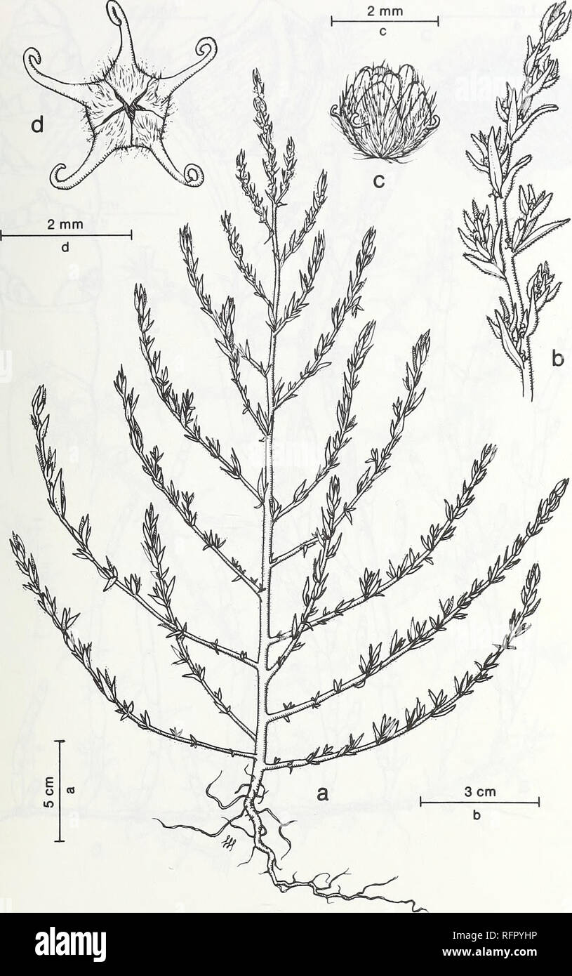 . Carpinteria Palude Salata : ambiente, la storia e le risorse botanico di Southern California estuario. La Palude Salata ecologia; Sale piante di palude. FIG. 60. Bassia hyssopifolia (Pall.) Kuntze. Hyssop-Leaved Bassia. a. Abitudine, b. Ramo della infiorescenza, c. Fiore, d. Coppia calice con spine ad uncino.. Si prega di notare che queste immagini vengono estratte dalla pagina sottoposta a scansione di immagini che possono essere state migliorate digitalmente per la leggibilità - Colorazione e aspetto di queste illustrazioni potrebbero non perfettamente assomigliano al lavoro originale. Ferren, Wayne R; Università di California, Santa Barbara. Erbario. Santa Barba Foto Stock