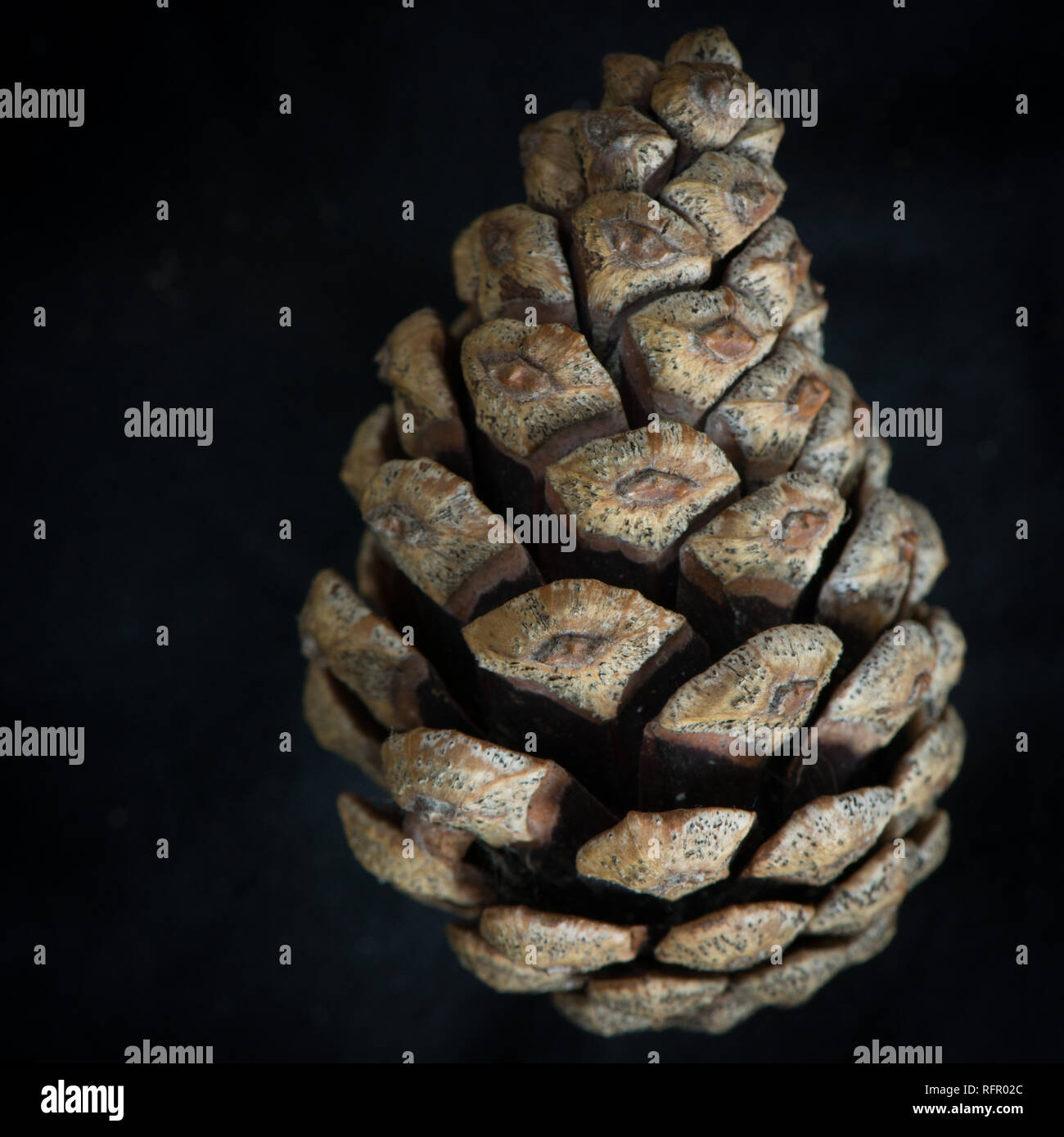 Studio Immagine inglese sof pigna Foto Stock