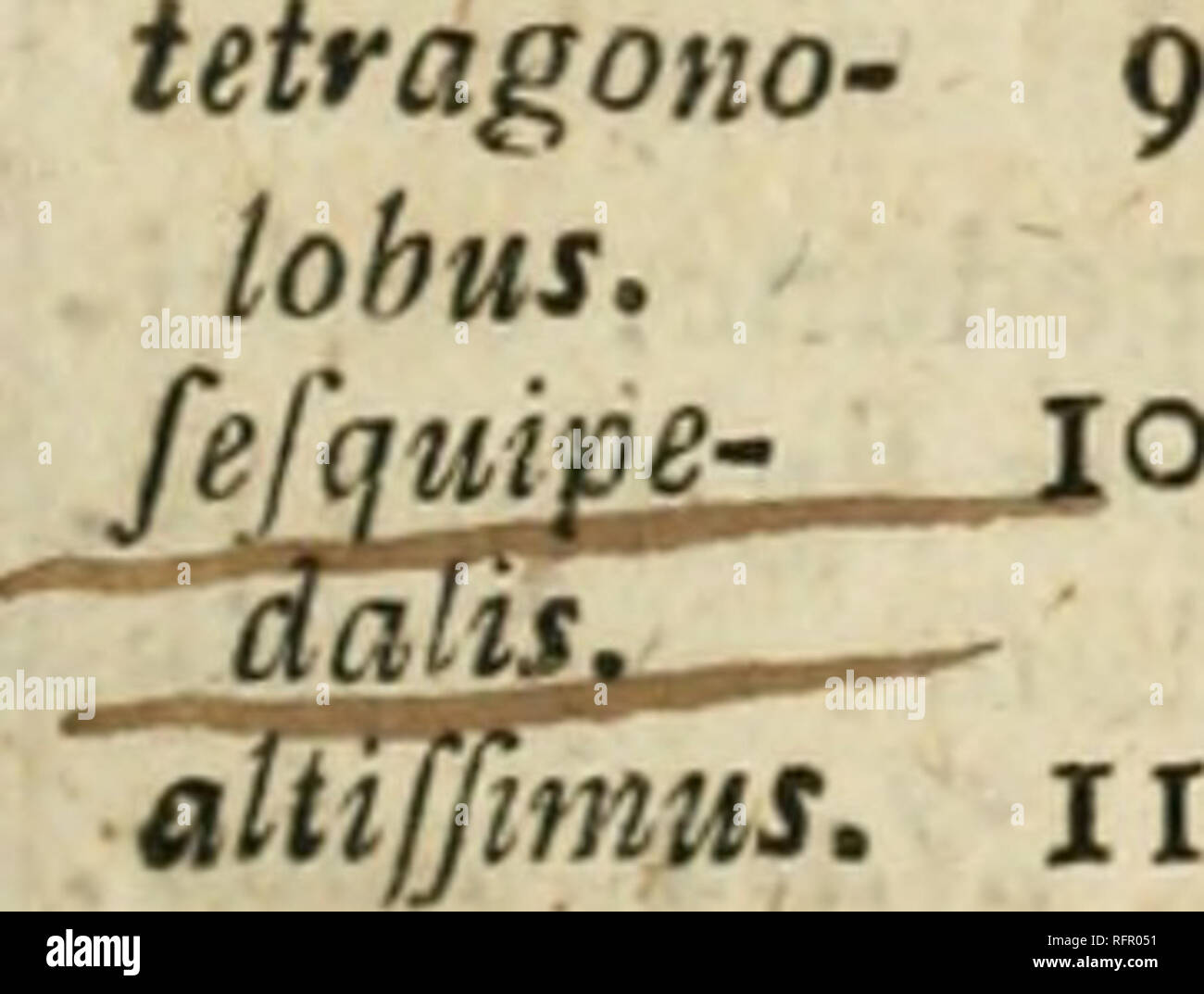 . Caroli un Linné eqvitis Systema vegetabilivm : classi secvndvm ordines generi specie characteribvs cvm et differentiis. La botanica. DIADELPHIA. DECANDRIA. DoIJcllOS. ^^7 14. Ph. caule refto anguJoro hifpido, legum. pendu- lis hirds, Legwnina rofiro inctirvo. 15. Ph. caule ilexuoro rereti hirluto, legum. capitatis hirtif. Mant. 101, taiht/ROI -- 16. Ph. caule erefto, foliolis lanceolatis. dfs. fphaero' 17. Ph. caule eretto, fem. globofis hilo tinftis. fperinus. 867. DOLfCHOS. 1018. VexilU bafis callis 2, parallelis, oblongis, ahimè fubtus compri- mentibus. &Gt;* Volubiles, benghalenfis.l. D. volubi Foto Stock