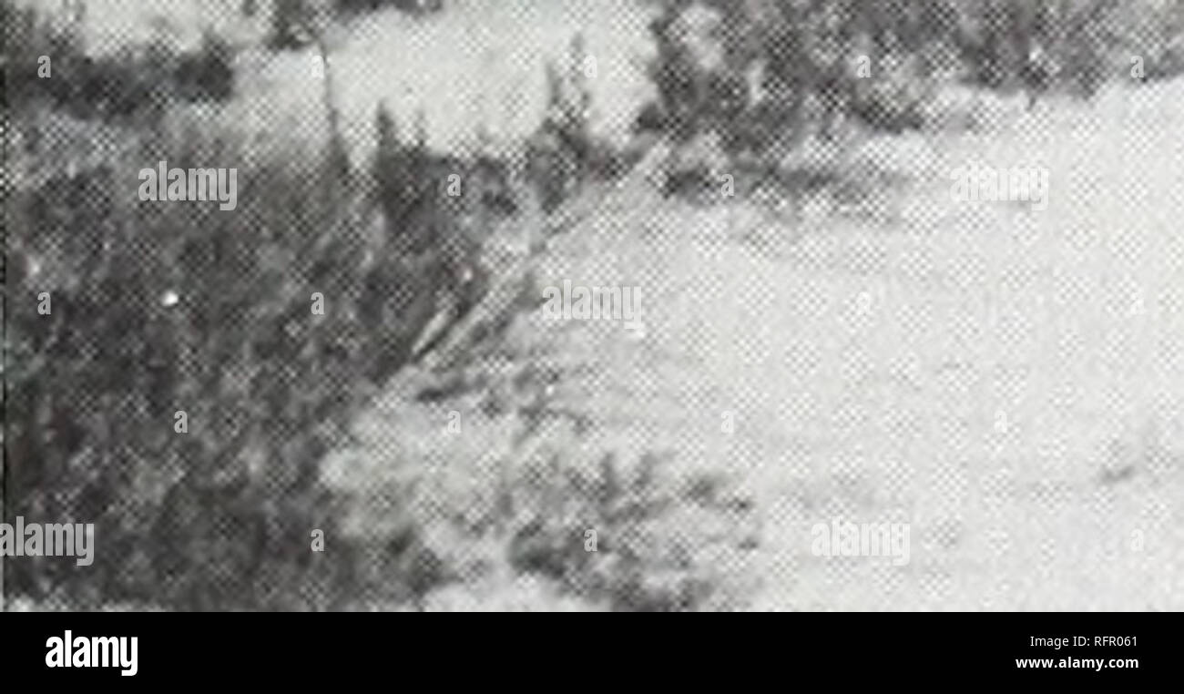 . Carpinteria Palude Salata : ambiente, la storia e le risorse botanico di Southern California estuario. La Palude Salata ecologia; Sale piante di palude. Fig. 27. Palustre di acquitrini emergenti (soluzione salina affinità): Vista verso ovest lungo berm sud del Pacifico Sud ferrovia. Parzialmente vegetò primaverile salina sul piatto berm stagionalmente è saturo e dominato da molte specie, compresi Atriplex patula, Bassia hyssopifolia, Hordeum geniculatum, Mesembryanthemum nodiflorum, Parapholis incurva e Suaeda calceoliformis. ***Â &AMP;: i-SFt. ,M$m â Ugh jilJS^I." m . Fig. 28. Palustre di acquitrini emergenti (sal Foto Stock