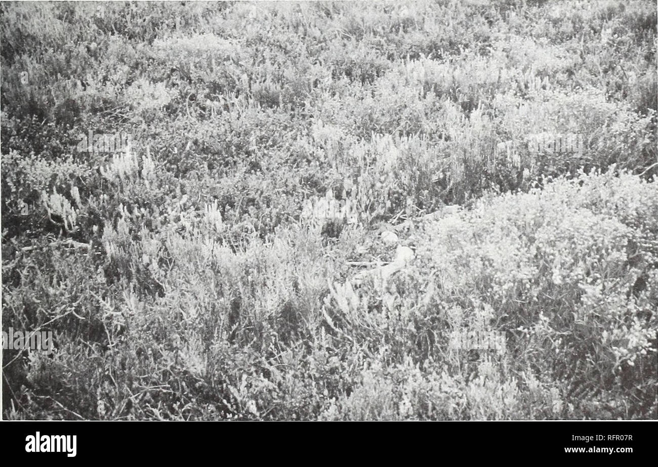 . Carpinteria Palude Salata : ambiente, la storia e le risorse botanico di Southern California estuario. La Palude Salata ecologia; Sale piante di palude. Fig. 23. Irregolarmente inondati di estuario di acquitrini emergenti: Vista verso nord dalla vicinanza di Sand Point Road. Alta marsh su sandbar è dominato da molte specie, compresi Arthrocnemum subterminale, Atriplex patula, Frankenia grandifolia e Limonio californicum. mm Fig. 24. Irregolarmente inondati di estuario di acquitrini emergenti: alta marsh su sandbar è dominato da molte specie, compresi Arthrocnemum subterminale, Atriplex cali- fornica, A. patula, Frankeni Foto Stock