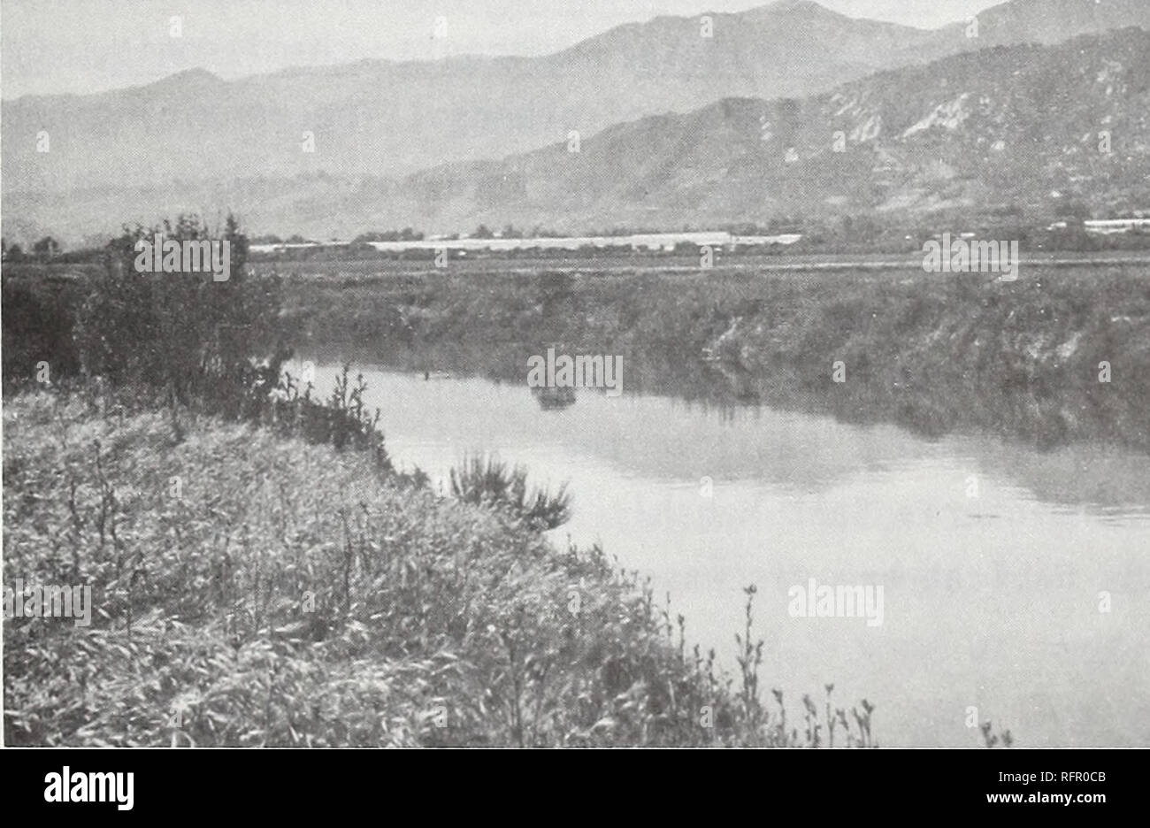 . Carpinteria Palude Salata : ambiente, la storia e le risorse botanico di Southern California estuario. La Palude Salata ecologia; Sale piante di palude. Fig. 15. EARLY SUCCESSIONAL vegetazione erbacea: vista dalla fine della strada Apple, est verso Rincon Mountain. Primo anno successional crescita su dragare il bottino è da halophytes e piante di esaurì poveramente suoli come Atriplex patula, Bassia hyssopifolia, Cotula coronopifolia, Melilotus indicus e Spergularia marina.. Fig. 16. Fine SUCCESSIONAL vegetazione erbacea: Vista northwestward lungo la confluenza di Franklin e Santa Monica insenature. Berm su Foto Stock