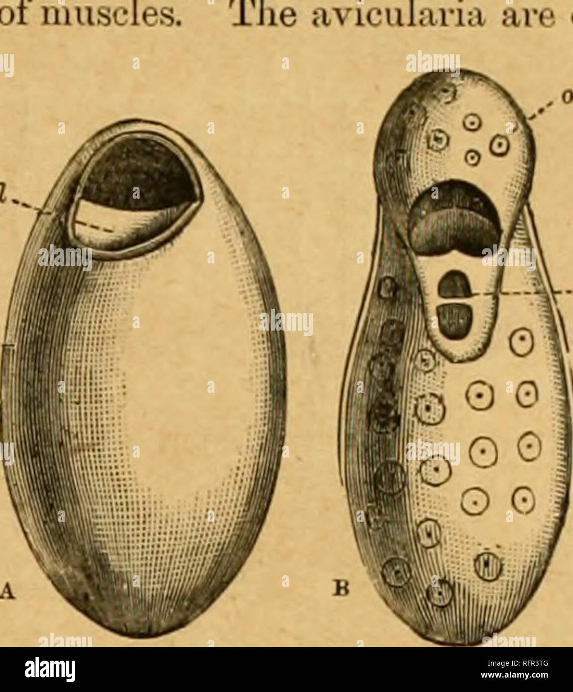 . Cassell di storia naturale. Animali; comportamento animale. li^ICCLAltlA o JlJiYO^OA. rilievo - wliich può giacere . sono di. Fig. 24. - Cellule di CHEILOSTOMATOUS BRYOZOON. (Ingrandita aJUr Biisl-.) c, ADimal CM; I. coperchio o Oixrculiira ; 0, Oviccll; * specie di wliich egli diede il nome di " Uccelli'-testa. Coralline'' sono noti a.s "avicularia,' dal forte somiglianza più perfetta di presente di un becco di uccello, e sono sempre costituiti da una camera alloggio muscoli, e talvolta un minuscolo ciuffo di setole seduto sul mio eventualmente un organo tattile di senso-un più o meno sviluppato mandibola, un Foto Stock