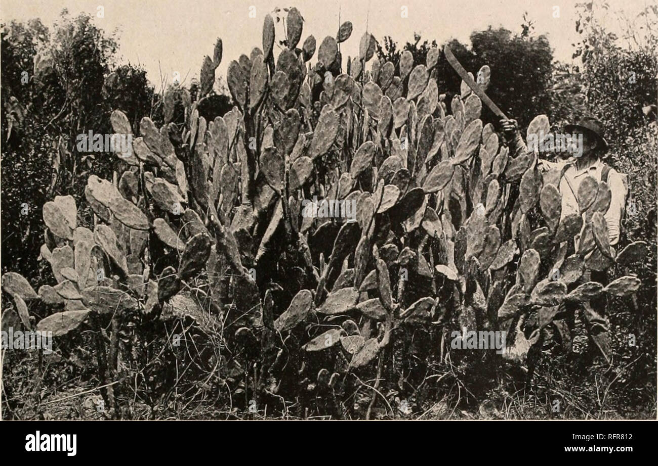. Carnegie Institution di Washington la pubblicazione. Appendice. 223. FIG. 297.-Opuntia keyensis. Località tipo: chiave di avvio, Florida. Distribuzione: amache, Florida Keys e Cape Sable. L' Opuntia keyensis in primo luogo è stato raccolto dal dottor Britton nel 1909 sulla chiave di avvio, Florida. Le piante hanno portato successivamente dal dott. piccolo dalle chiavi di Buena Vista, Miami, e vi osservate da lui coltivata mostrano la spe- cies per essere distinta da O. dillcnii o 0. stricta, con entrambi i quali è stato associato. Illustrazione: Journ. N. Y. Bot. Scheda. 20: pi. 225. La figura 297 è da una fotografia della pianta in c Foto Stock